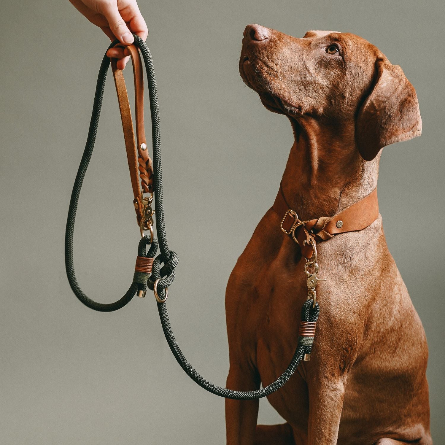 Pull stop collar made of greased leather 'Cognac'