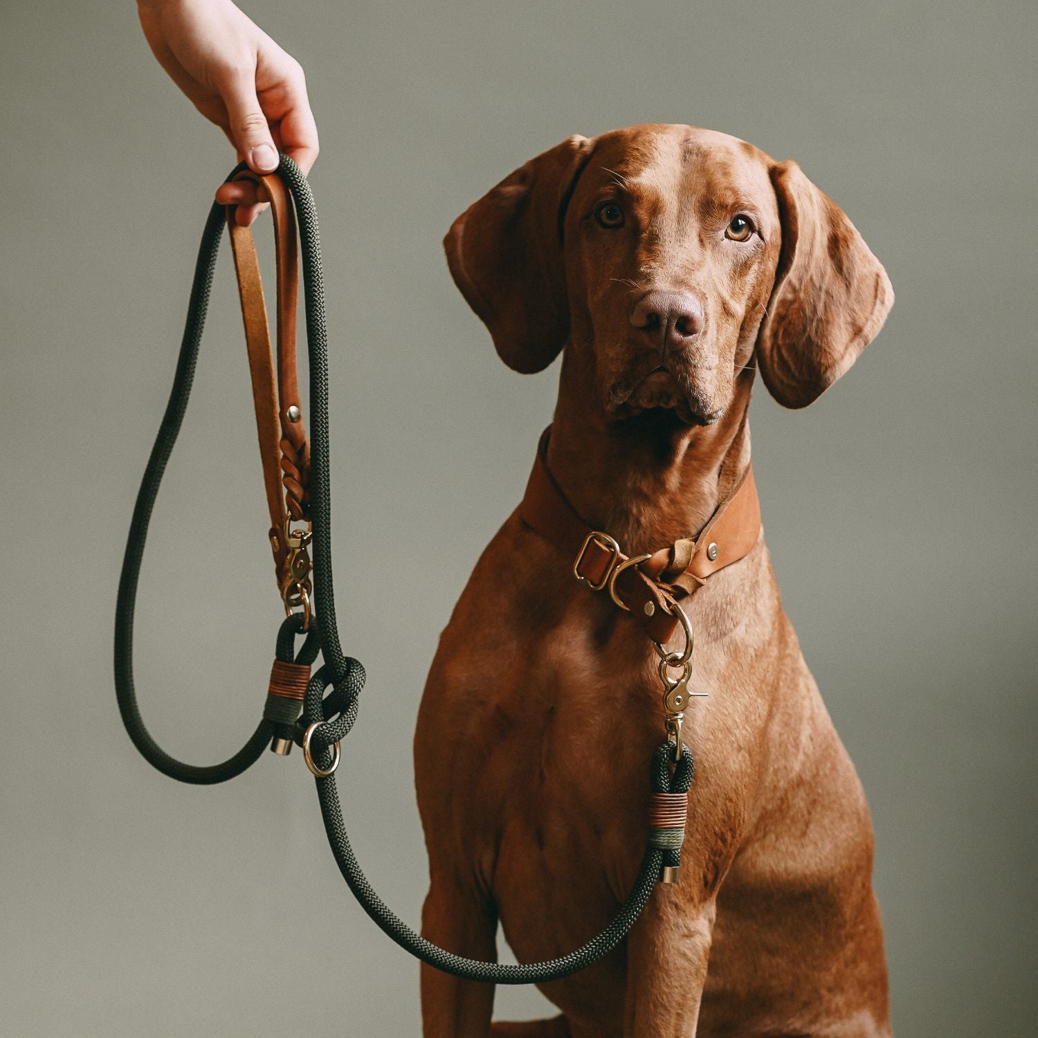 Pull stop collar made of greased leather 'Cognac'