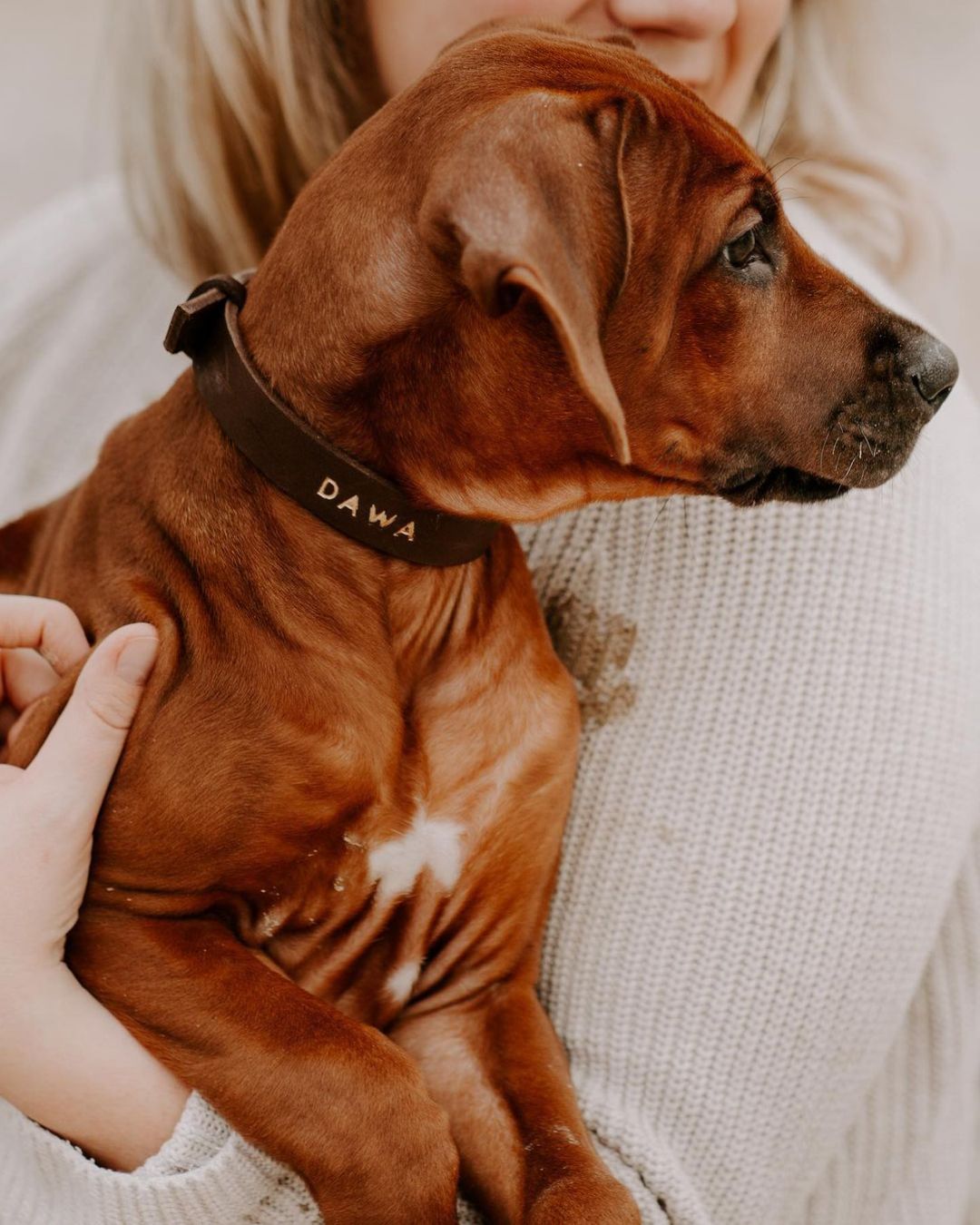 Personalizable puppy collar made of greased leather