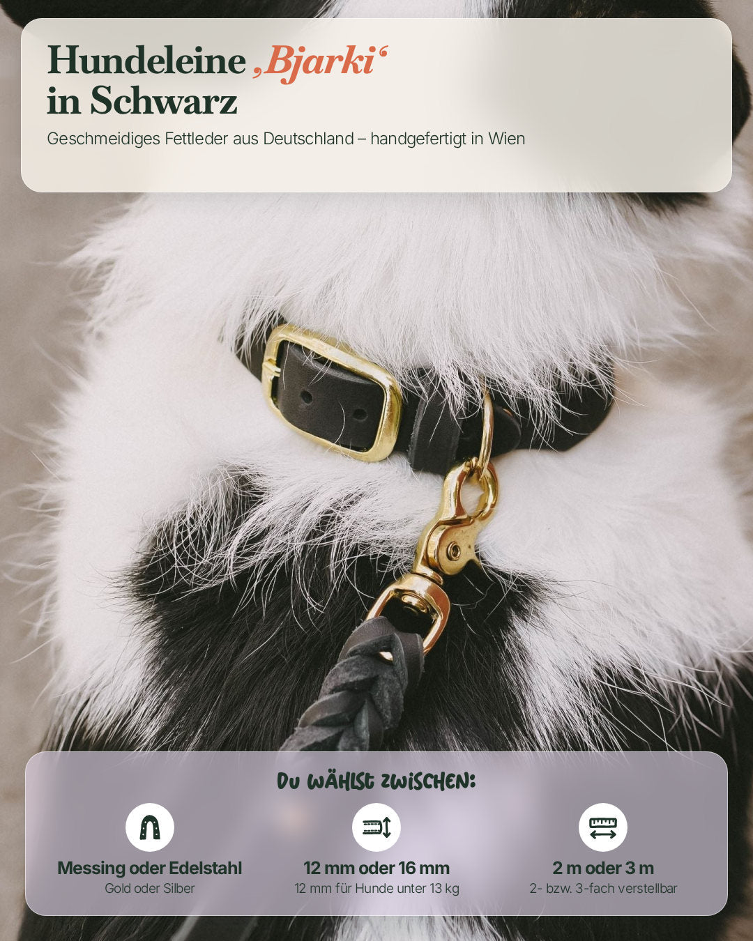 Hund mit der Hundeleine Bjarki in Schwarz – wählbar in Messing oder Edelstahl, 12 oder 16 mm, 2 oder 3 m