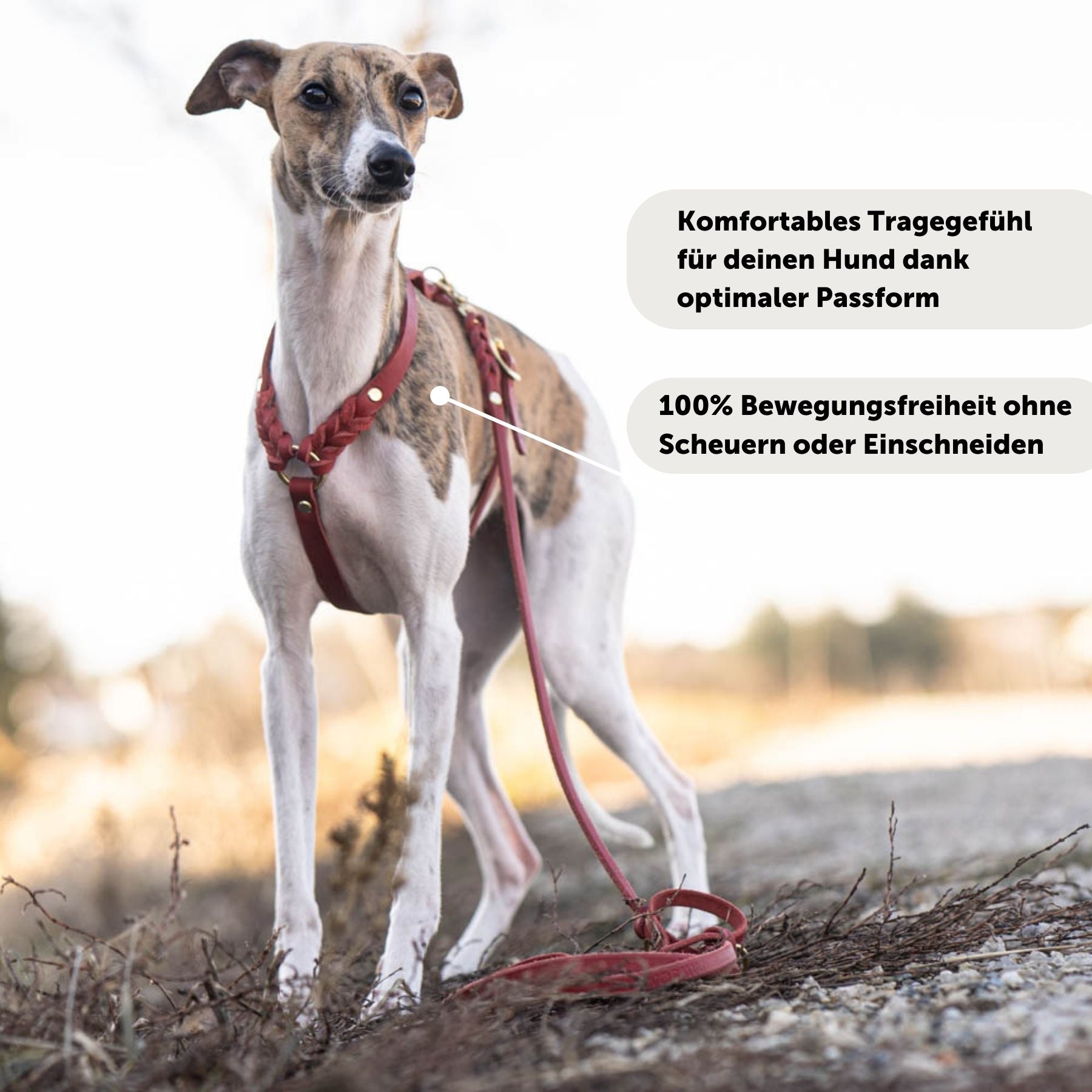 Dog harness 'Bjarki' in chili