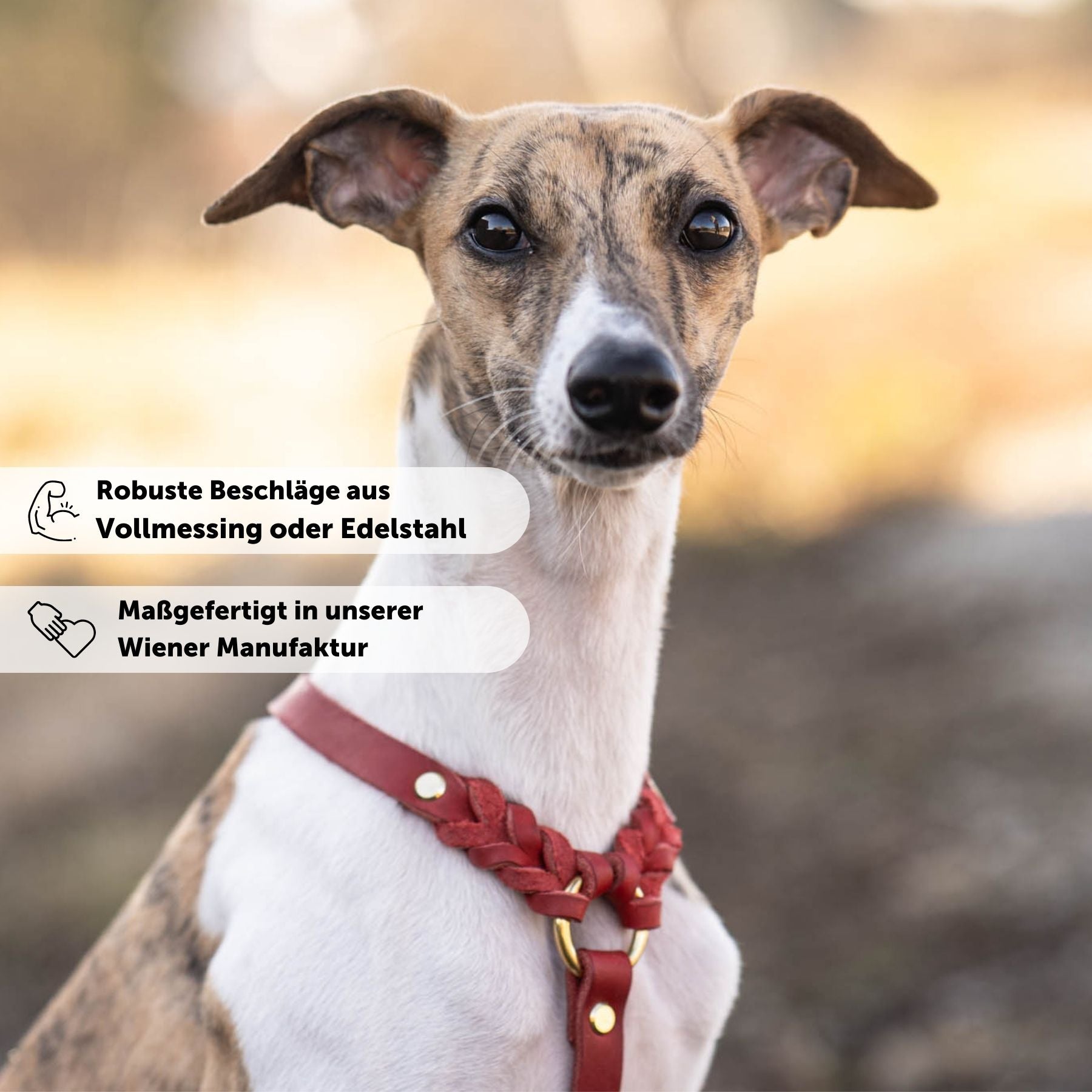 Dog harness 'Bjarki' in chili