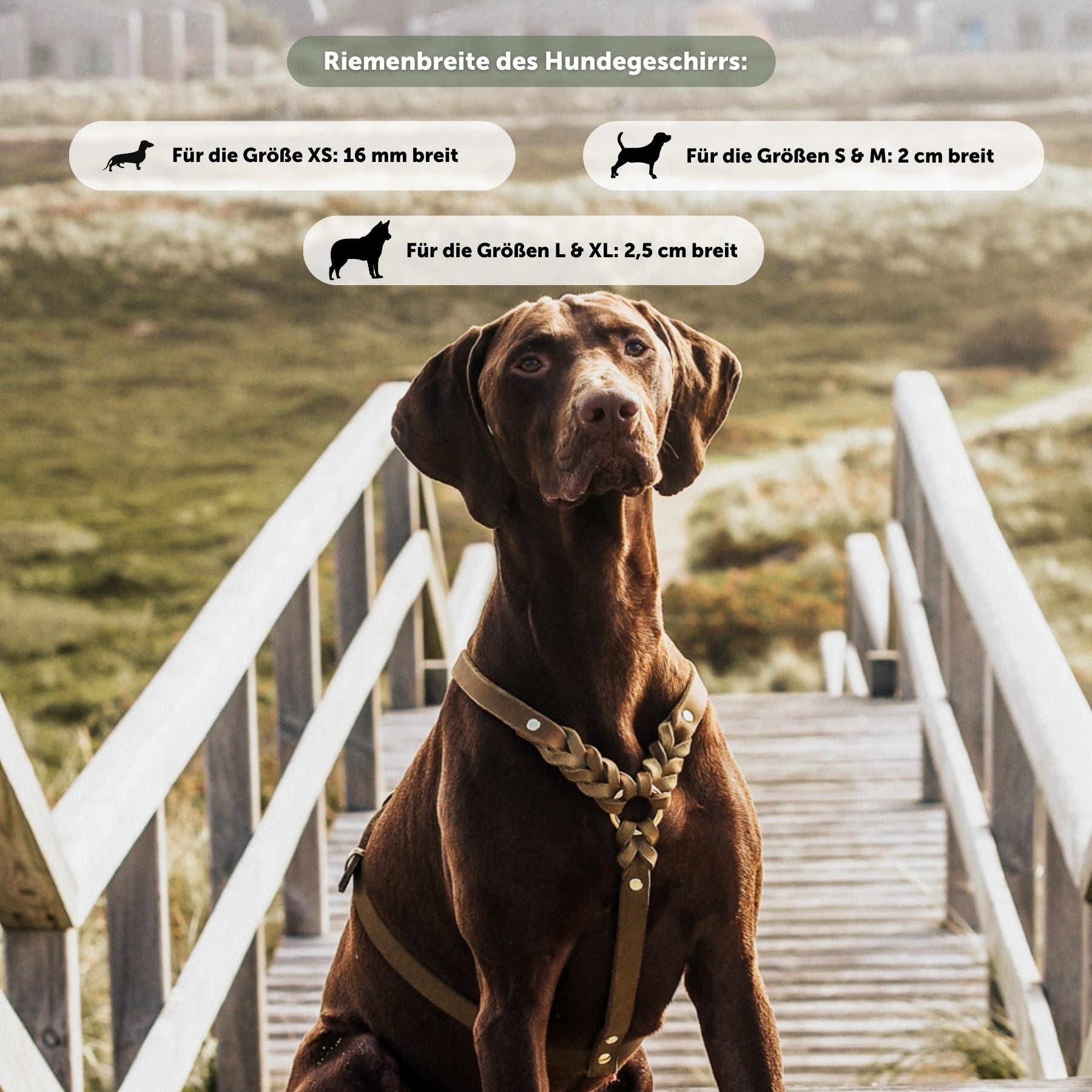 Hundegeschirr 'Bjarki' in Kastanie