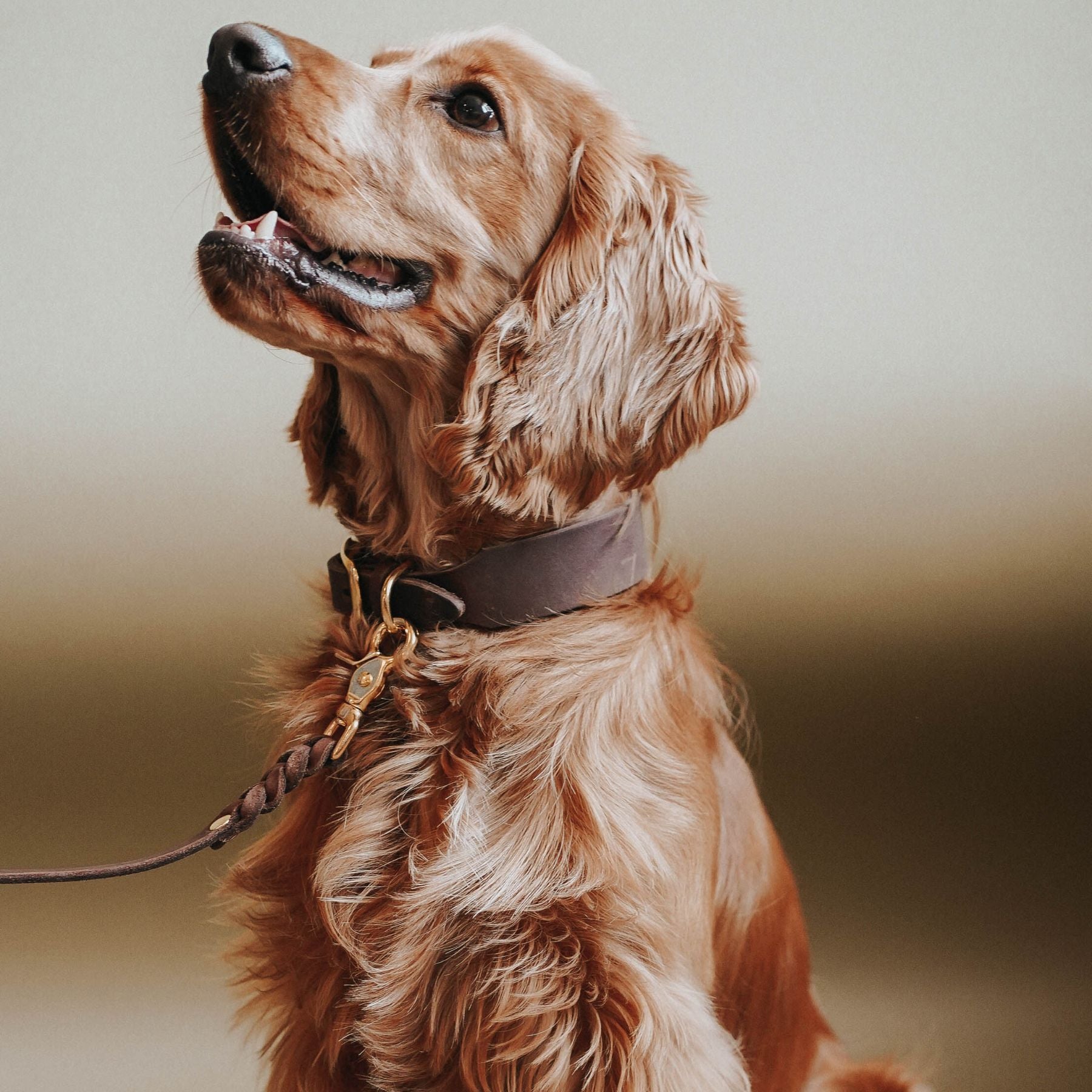 Personalizable collar with name | chestnut