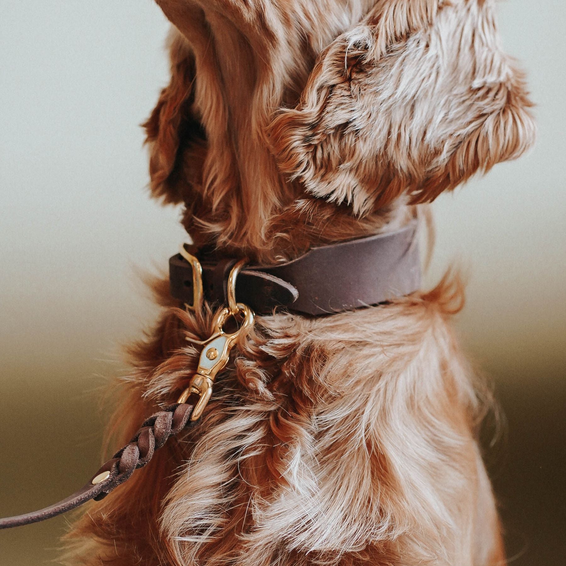 Personalizable collar with name | chestnut