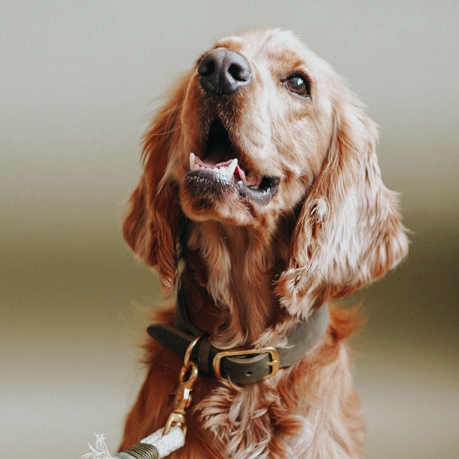 Personalizable collar with name | olive