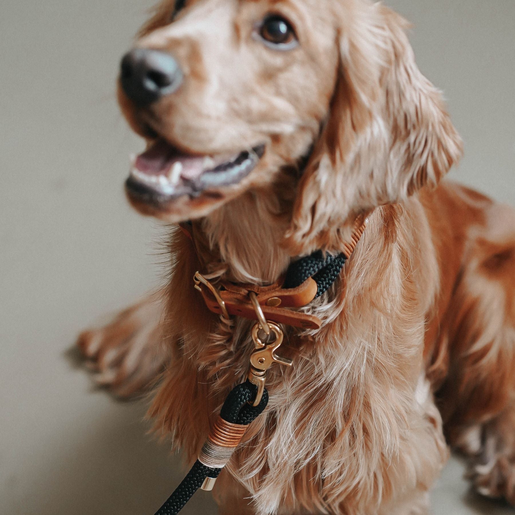 BLACK DOGDAYS promotion | Leather collar & rope leash 'Berlin'