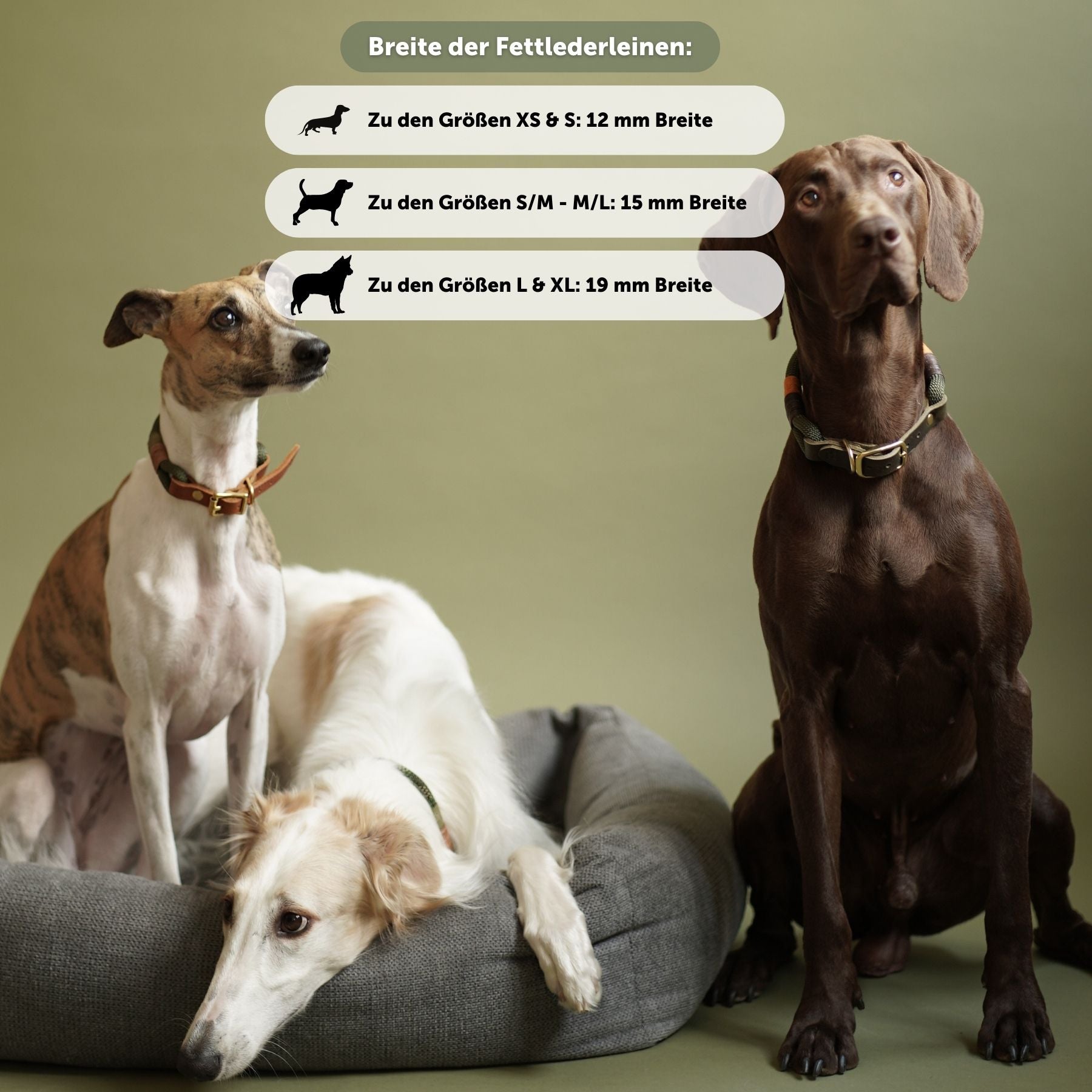 Set | Leather collar & leash in chestnut