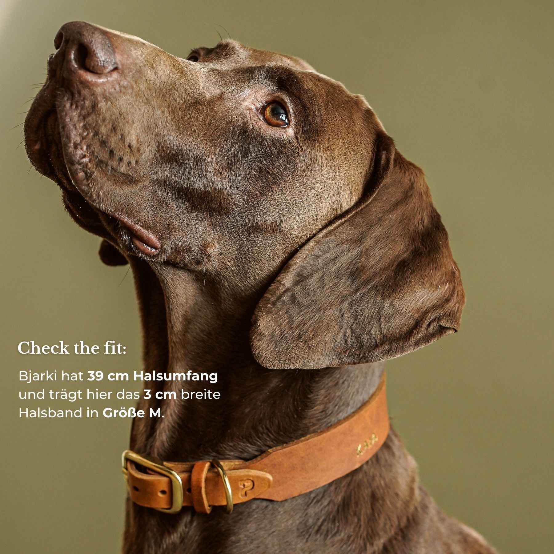 Personalizable collar with name | cognac