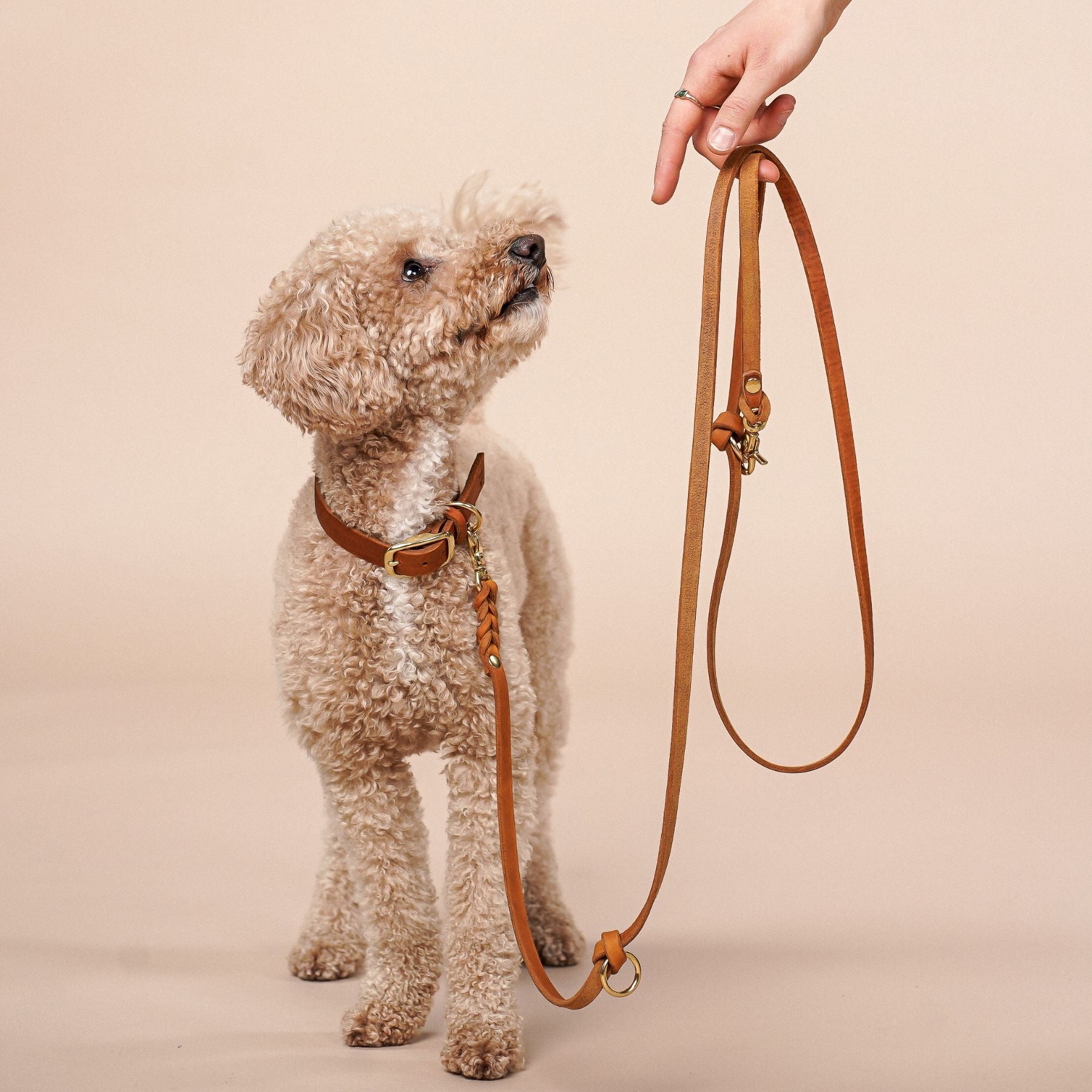 Set | Lederhalsband & Leine in Cognac