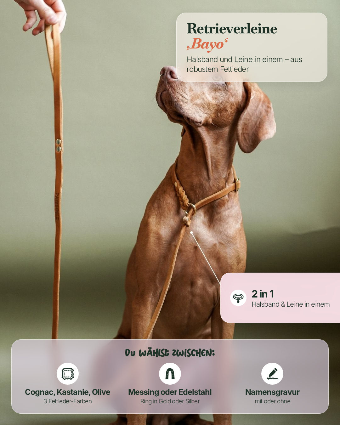 Vizsla mit der Retrieverleine Bayo – Halsband und Leine in einem, in Cognac, Kastanie oder Olive