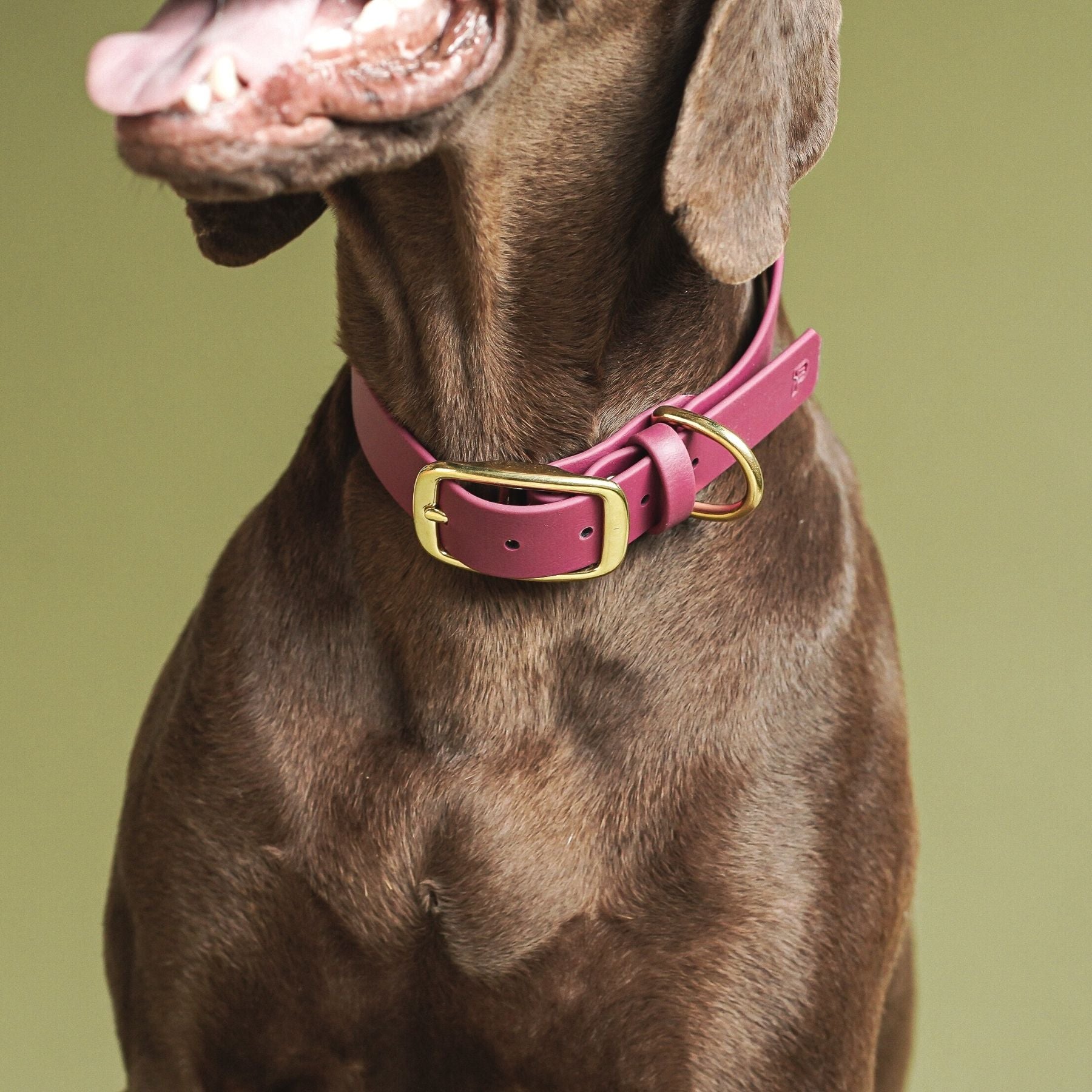 Set | Halsband & Leine aus Biothane® 'Magenta'