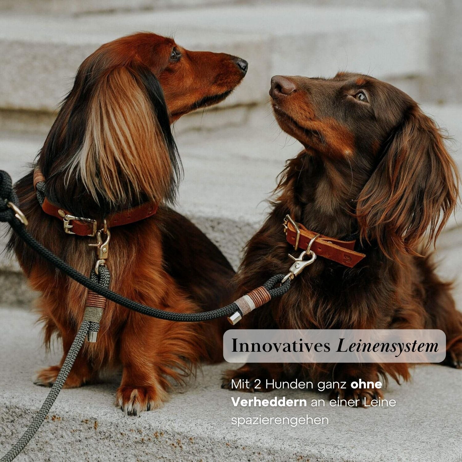 Verbindungsteil aus Leder für mehrere Hunde an einer Leine (1 Stück)