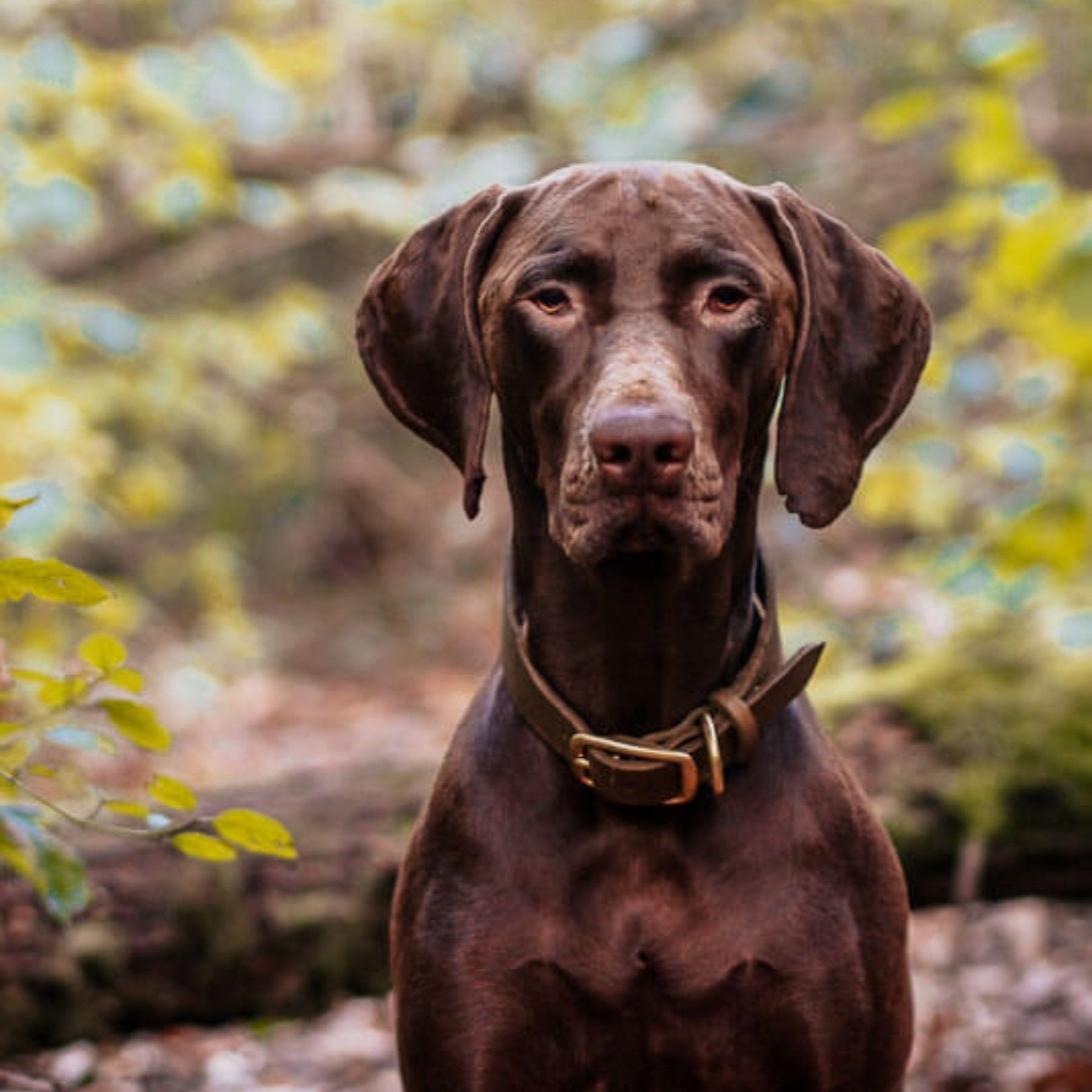 Set | Leather collar & leash in olive