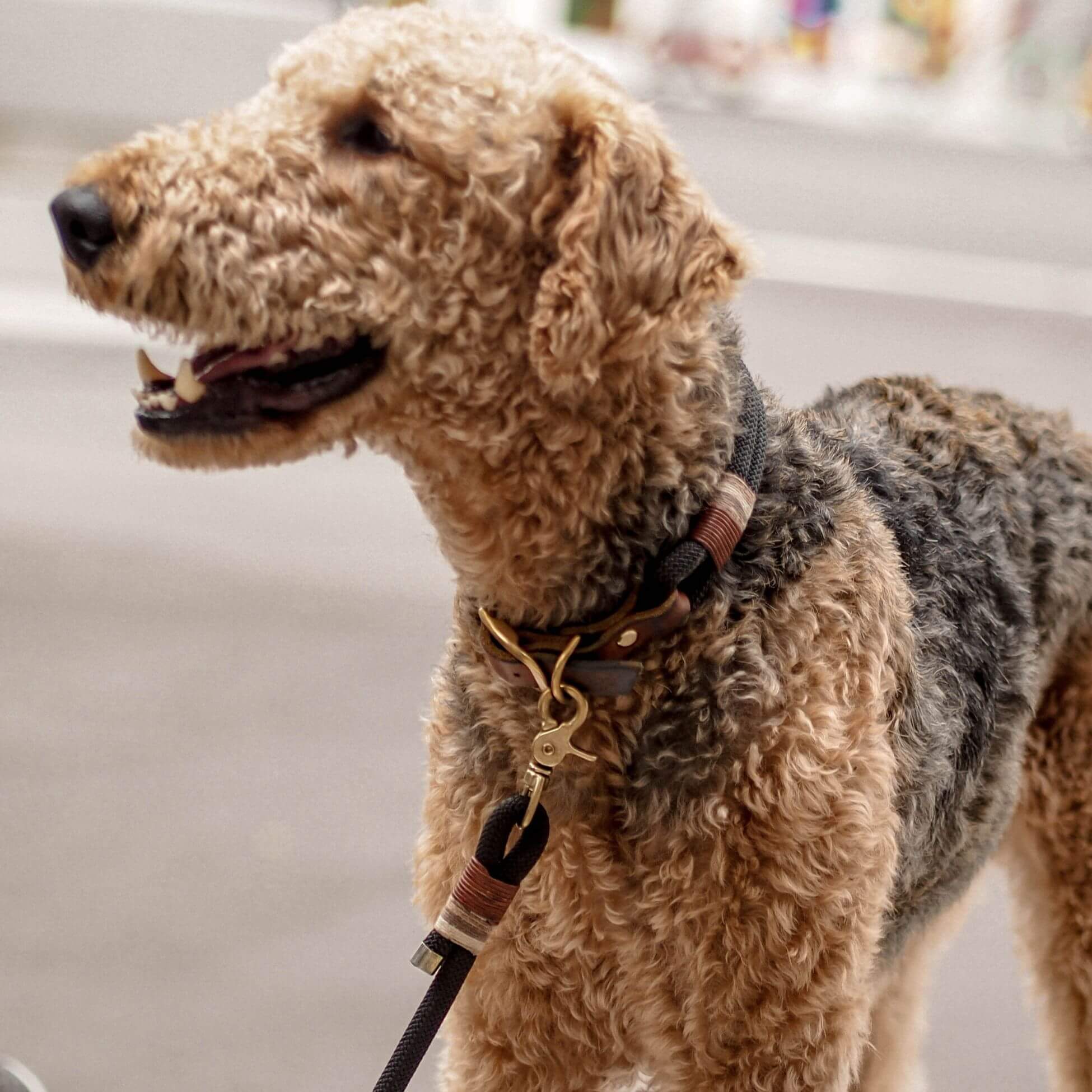 Dew collar 'Berlin'