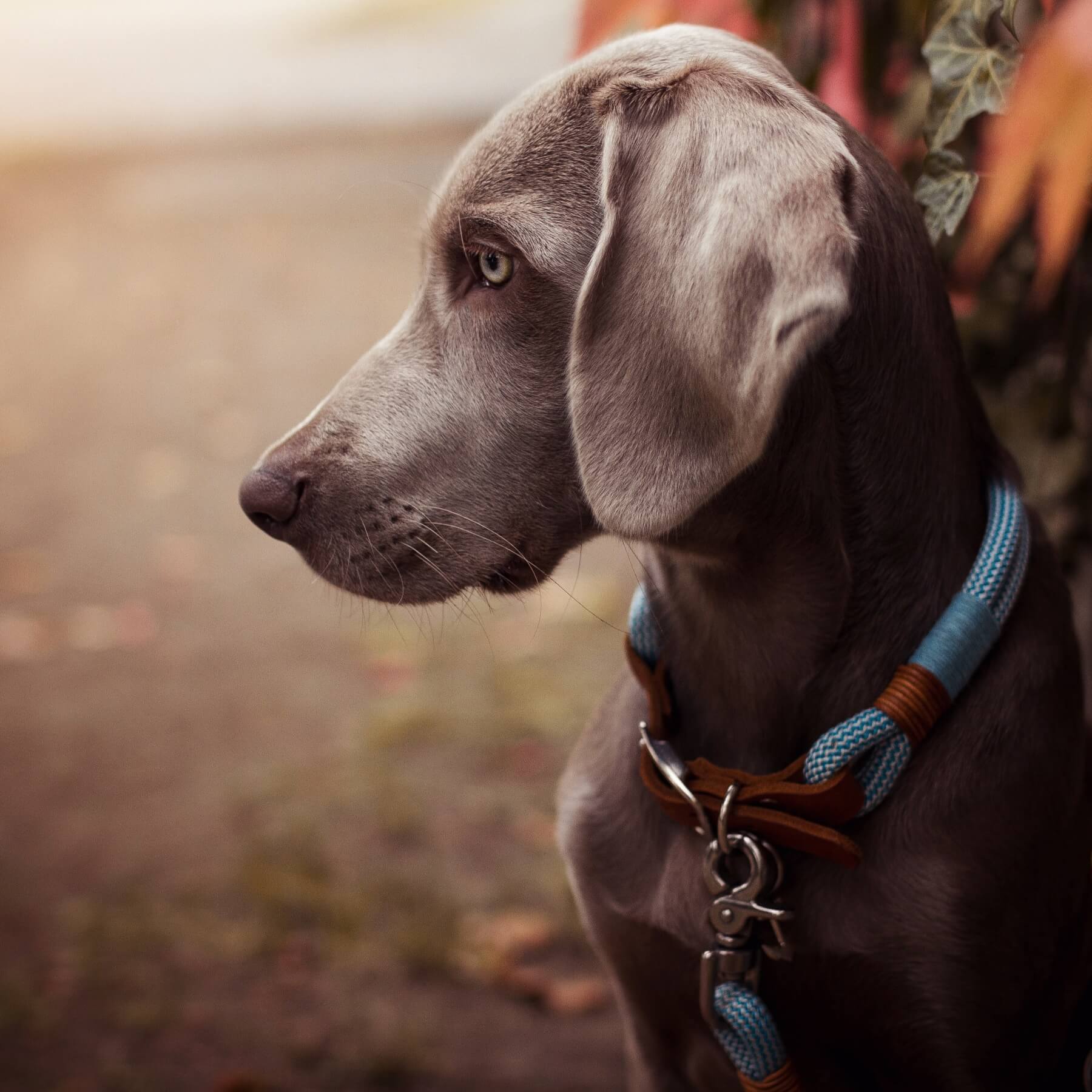 Rope collar 'Pacific'