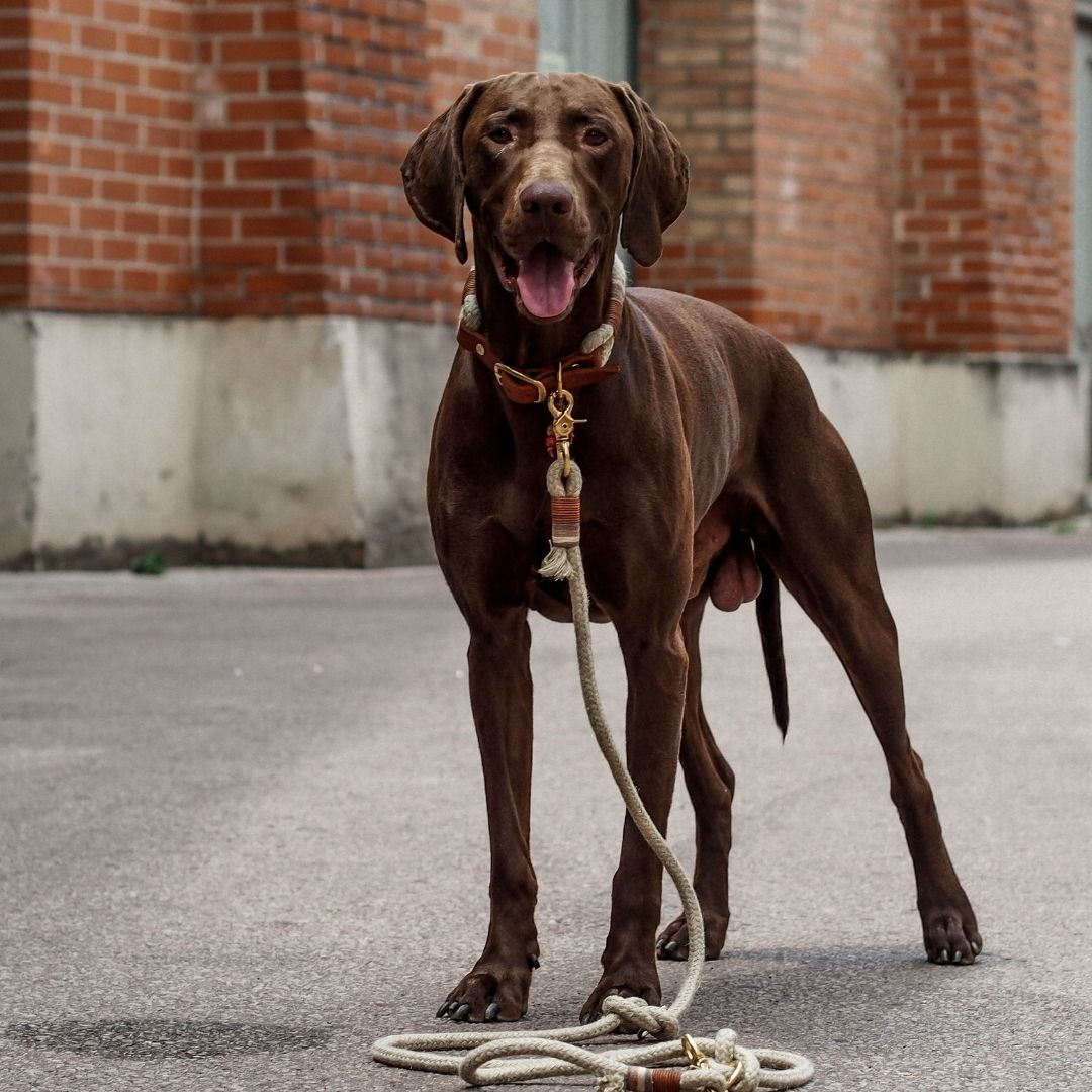 Dew collar 'Earthy'