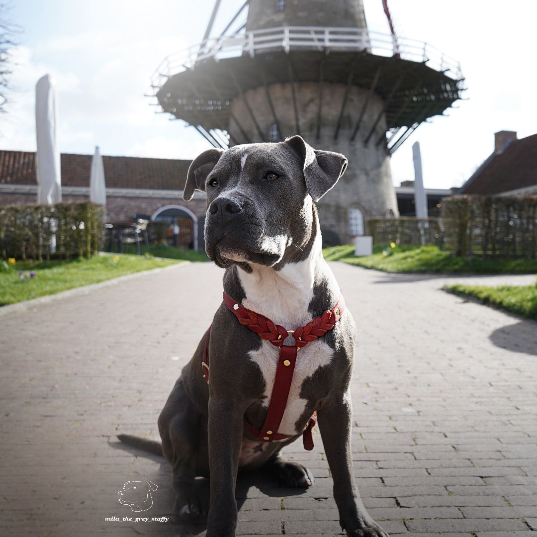 Dog harness 'Bjarki' in chili