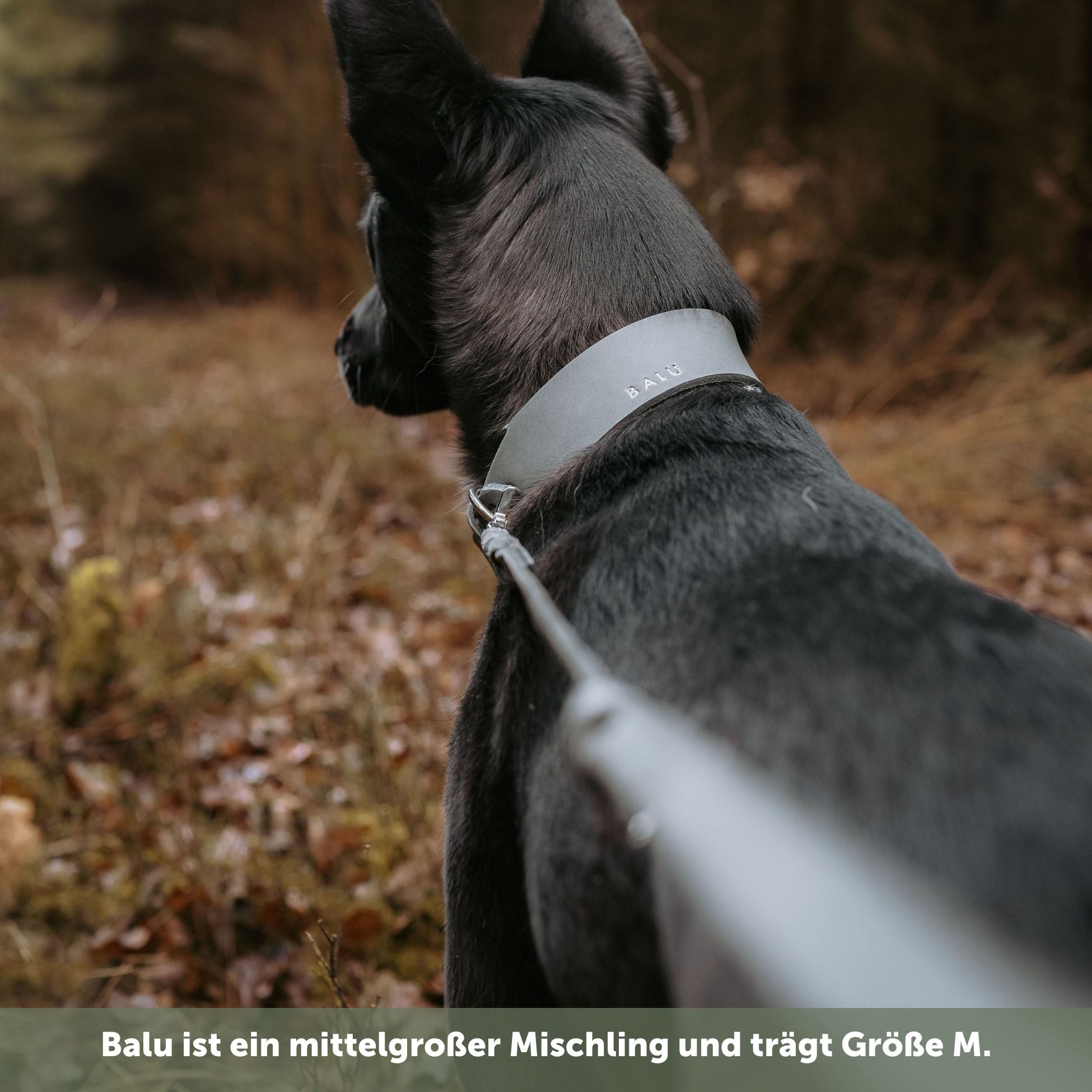 Leather leash 'Bjarki' in stone gray