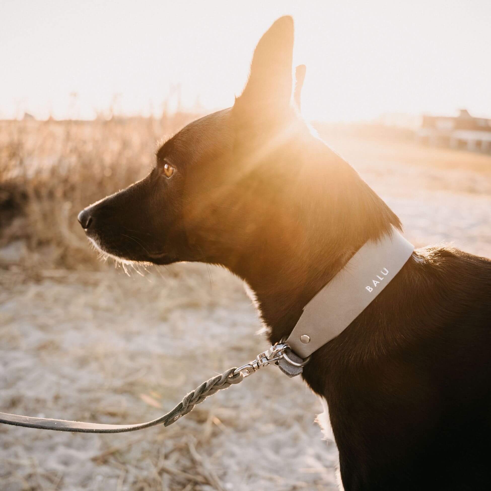 Leather leash 'Bjarki' in stone gray