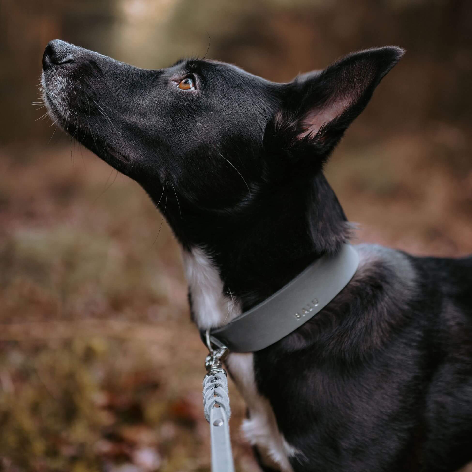 Leather leash 'Bjarki' in stone gray