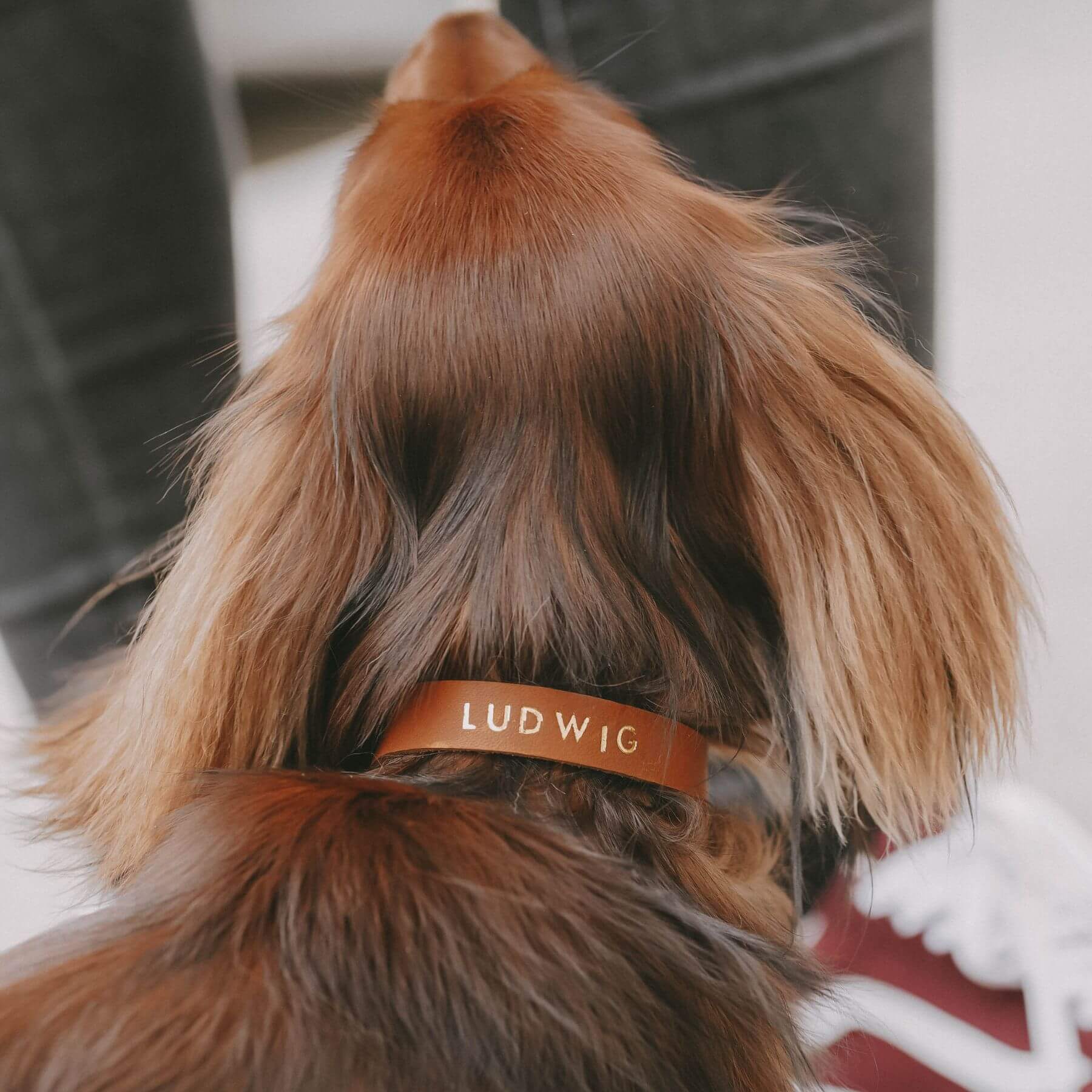 Narrow leather collar in cognac