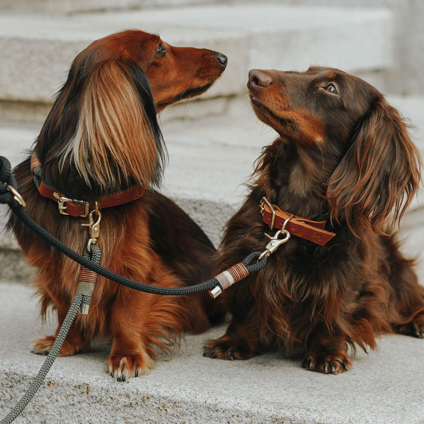 DESIGN YOUR OWN | Collar & dog leash 'Mini'