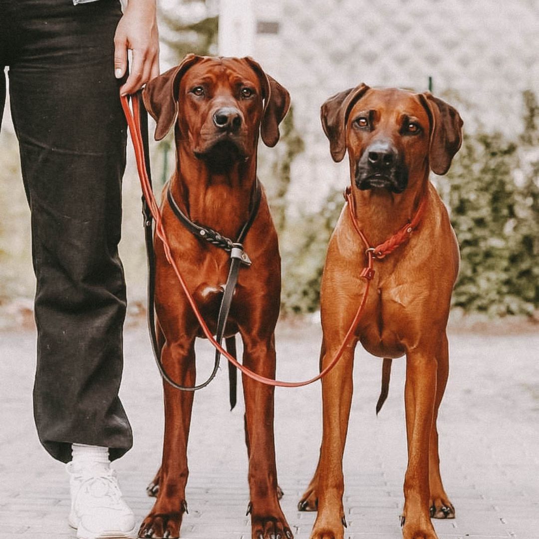 Retriever leash made of greased leather 'Bayo'
