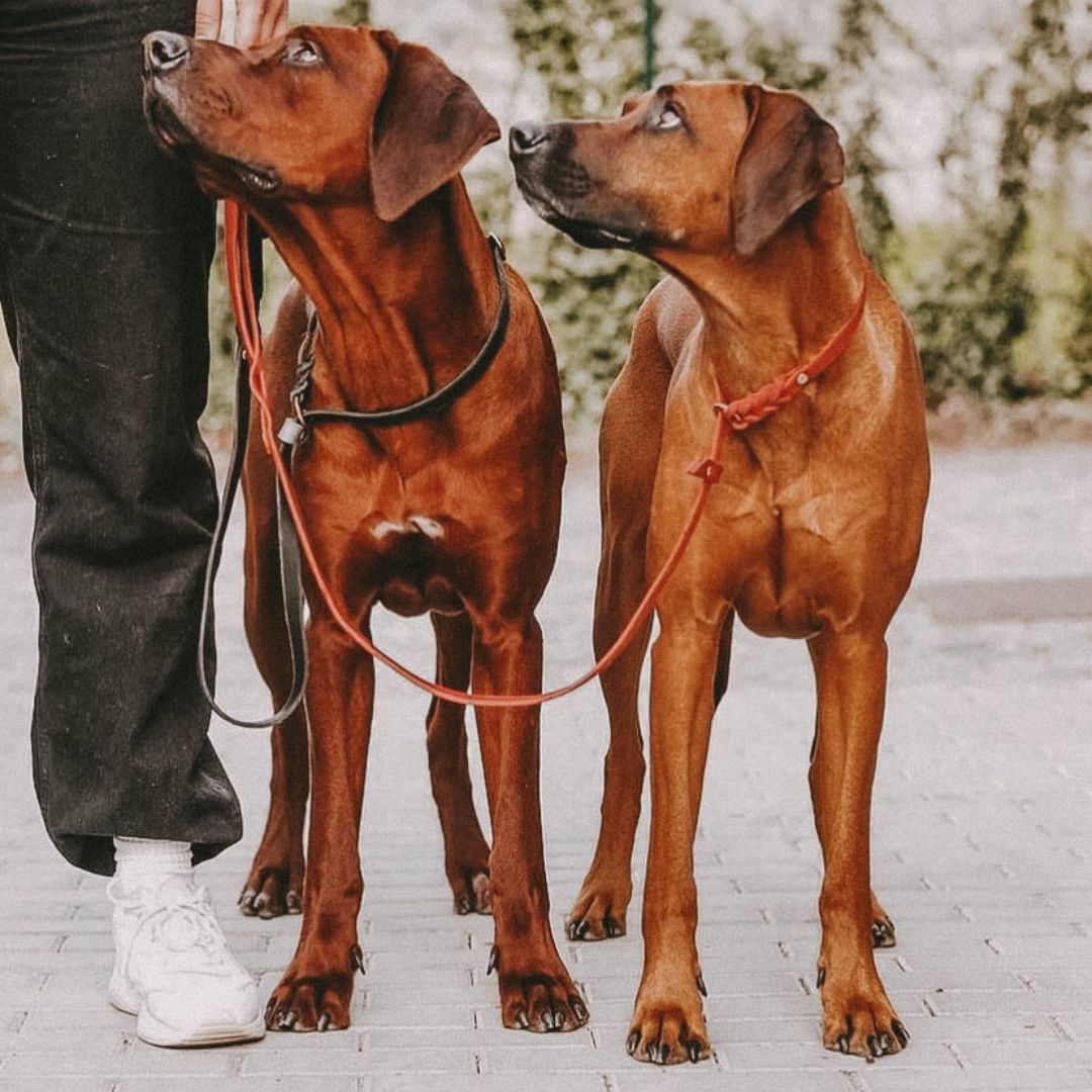 Retriever leash made of greased leather 'Bayo'