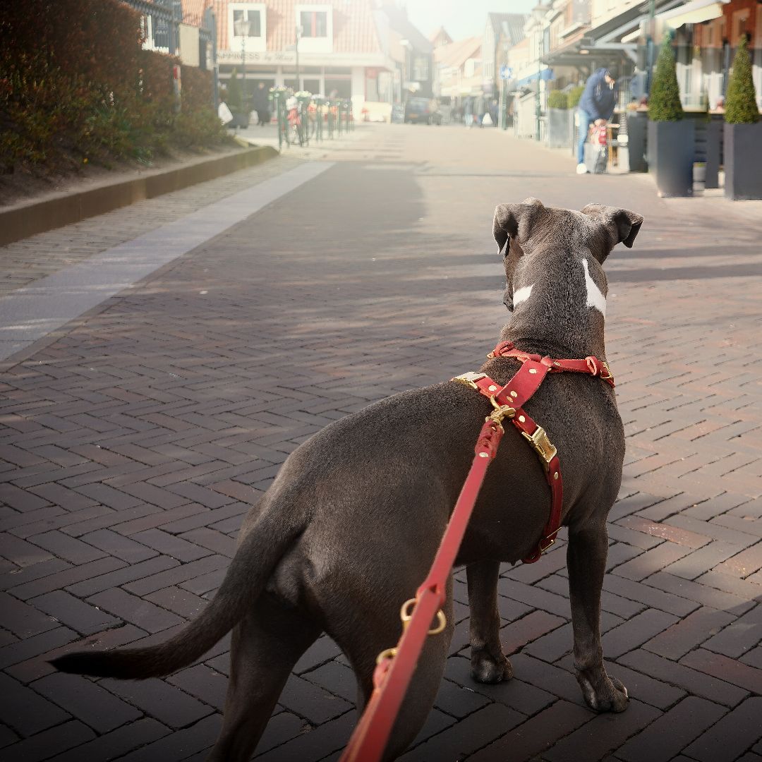 Dog harness 'Bjarki' in chili
