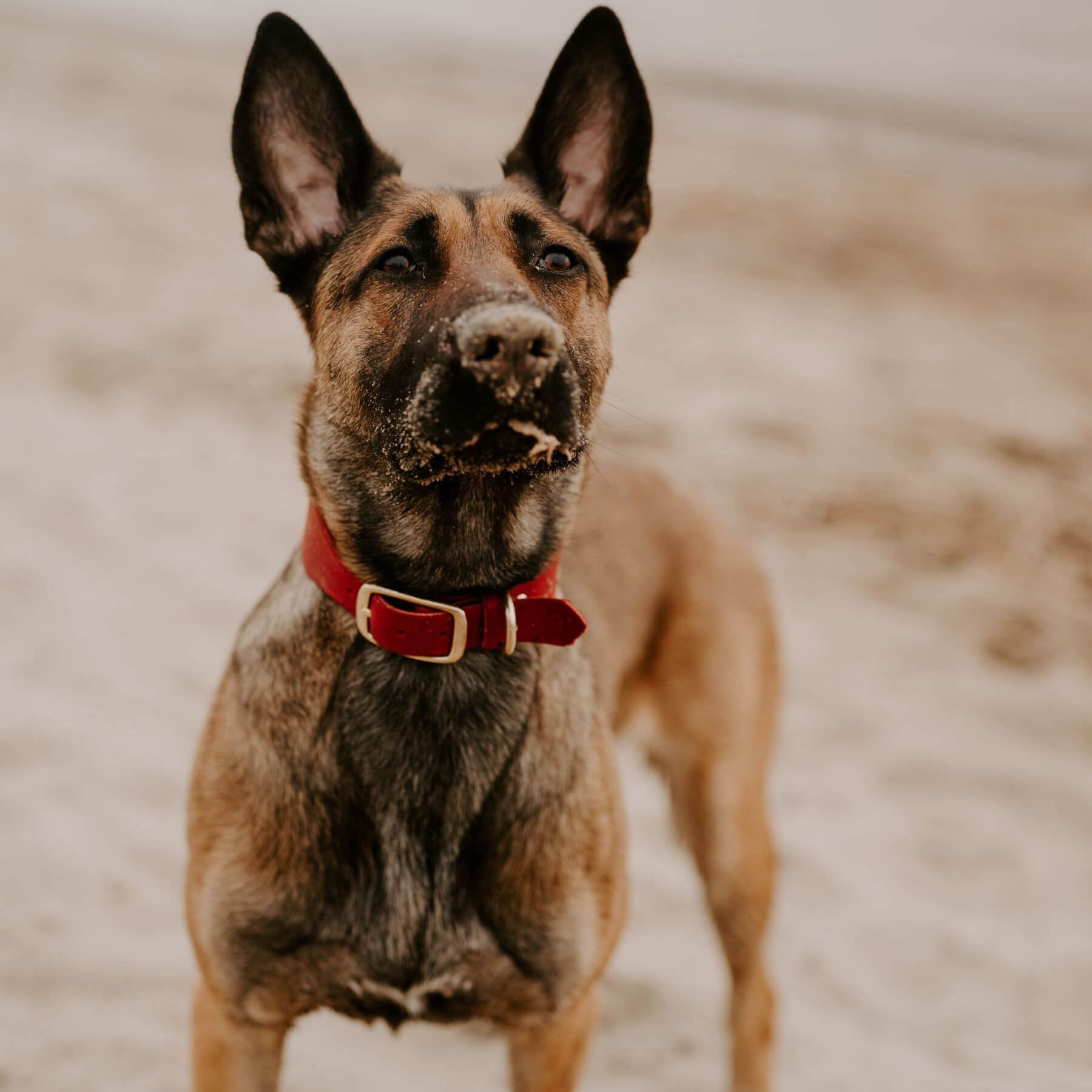 Personalizable collar with name | chili