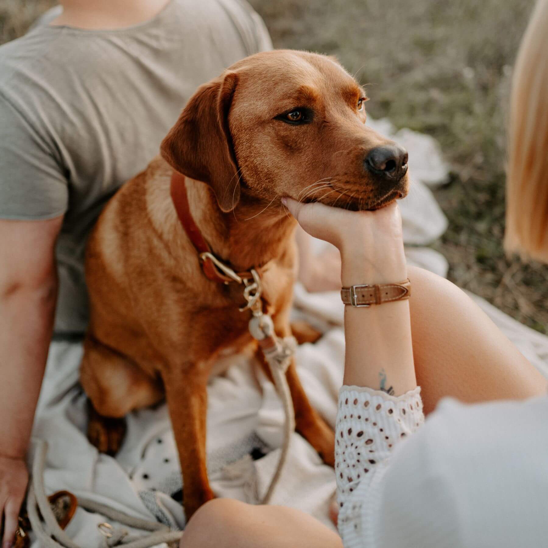 Personalizable collar with name | cognac