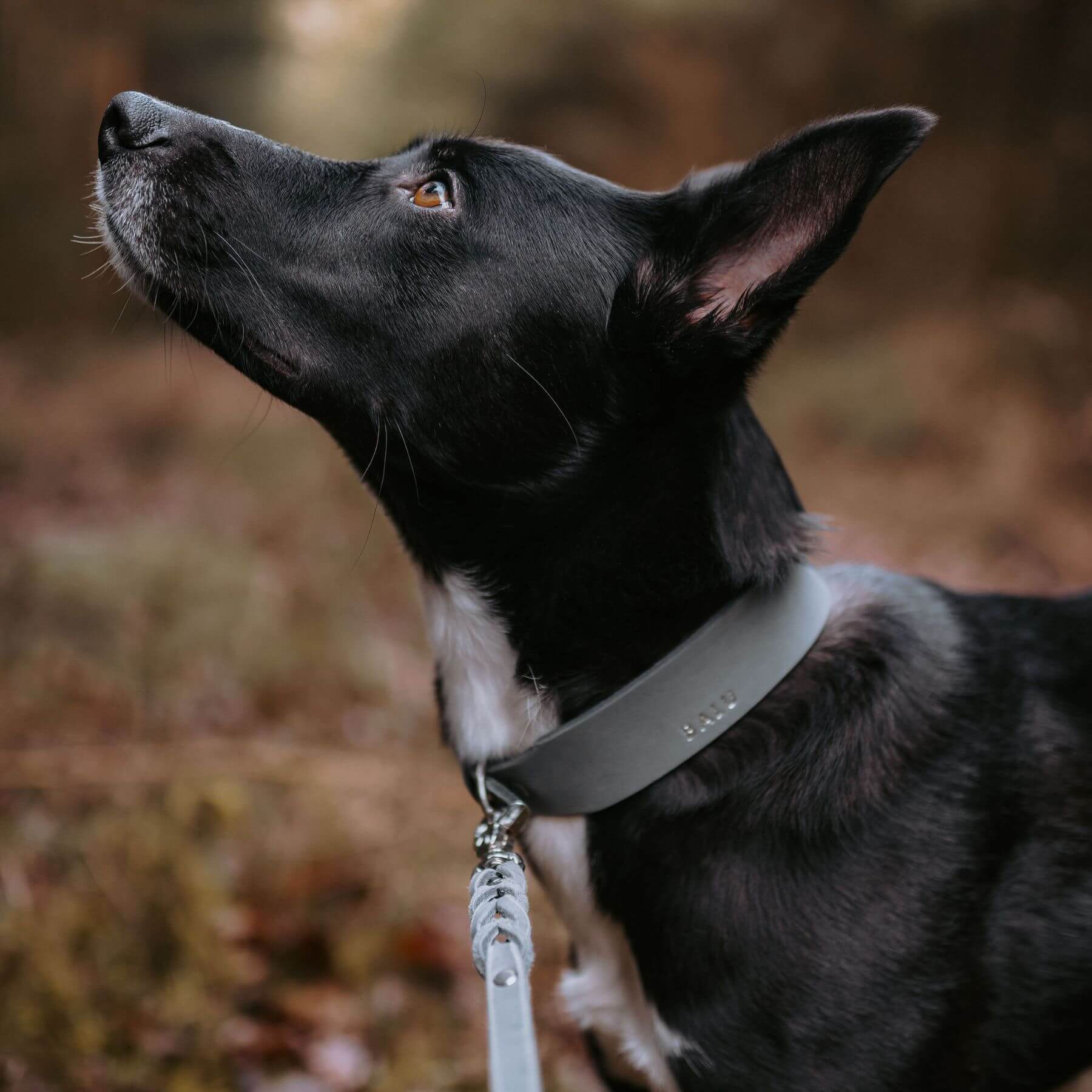 Personalizable collar with name | Stone gray