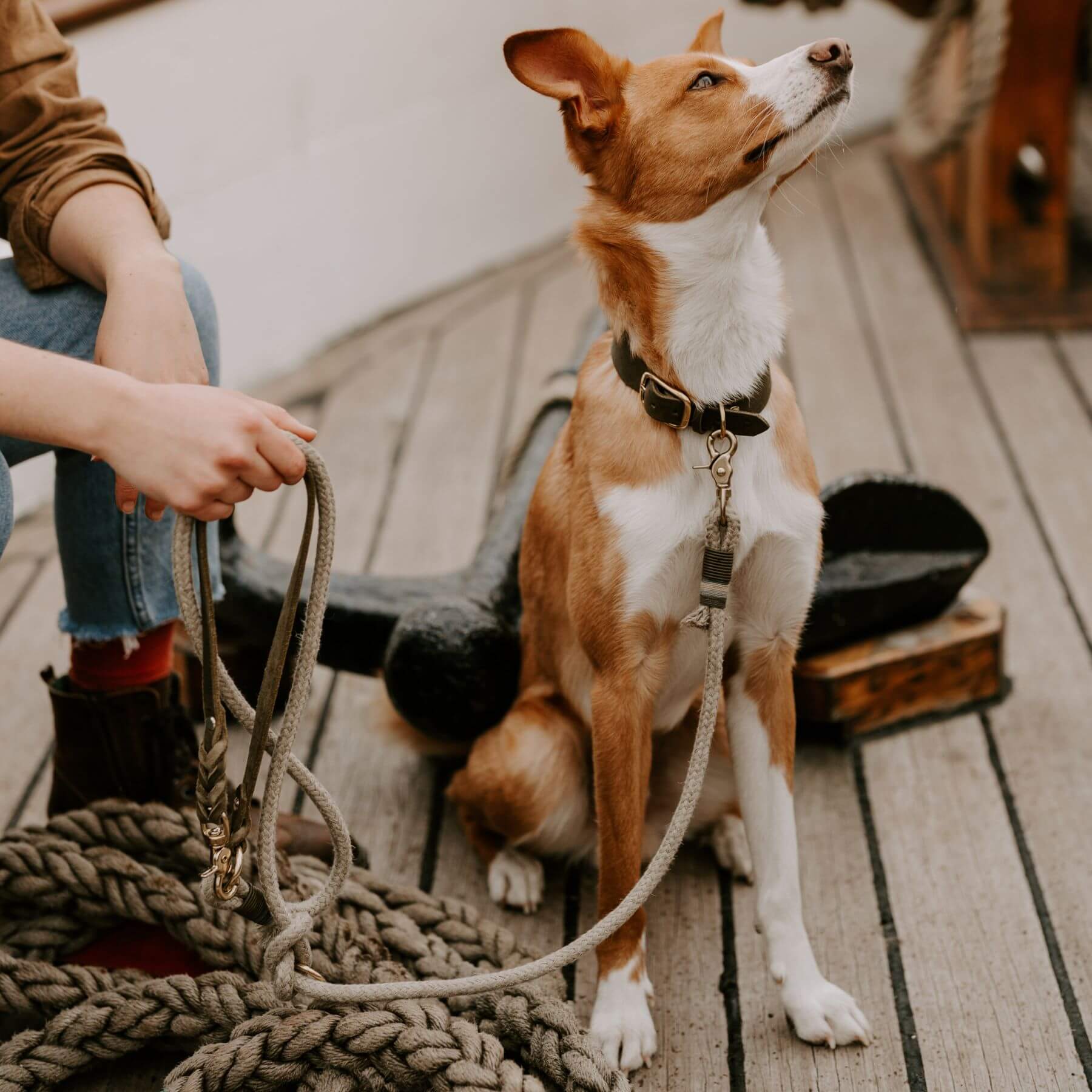 Personalizable collar with name | olive