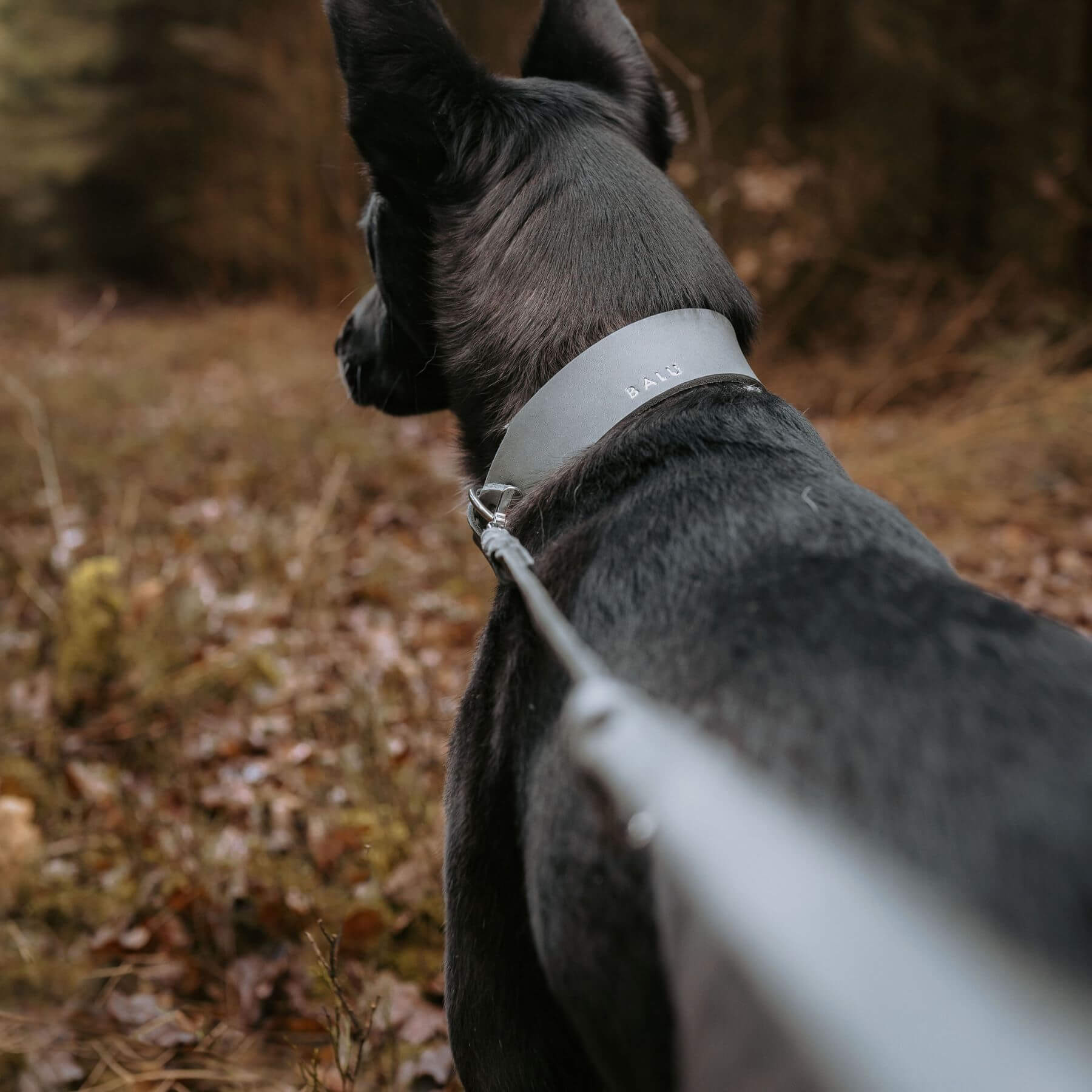 Personalizable collar with name | Stone gray