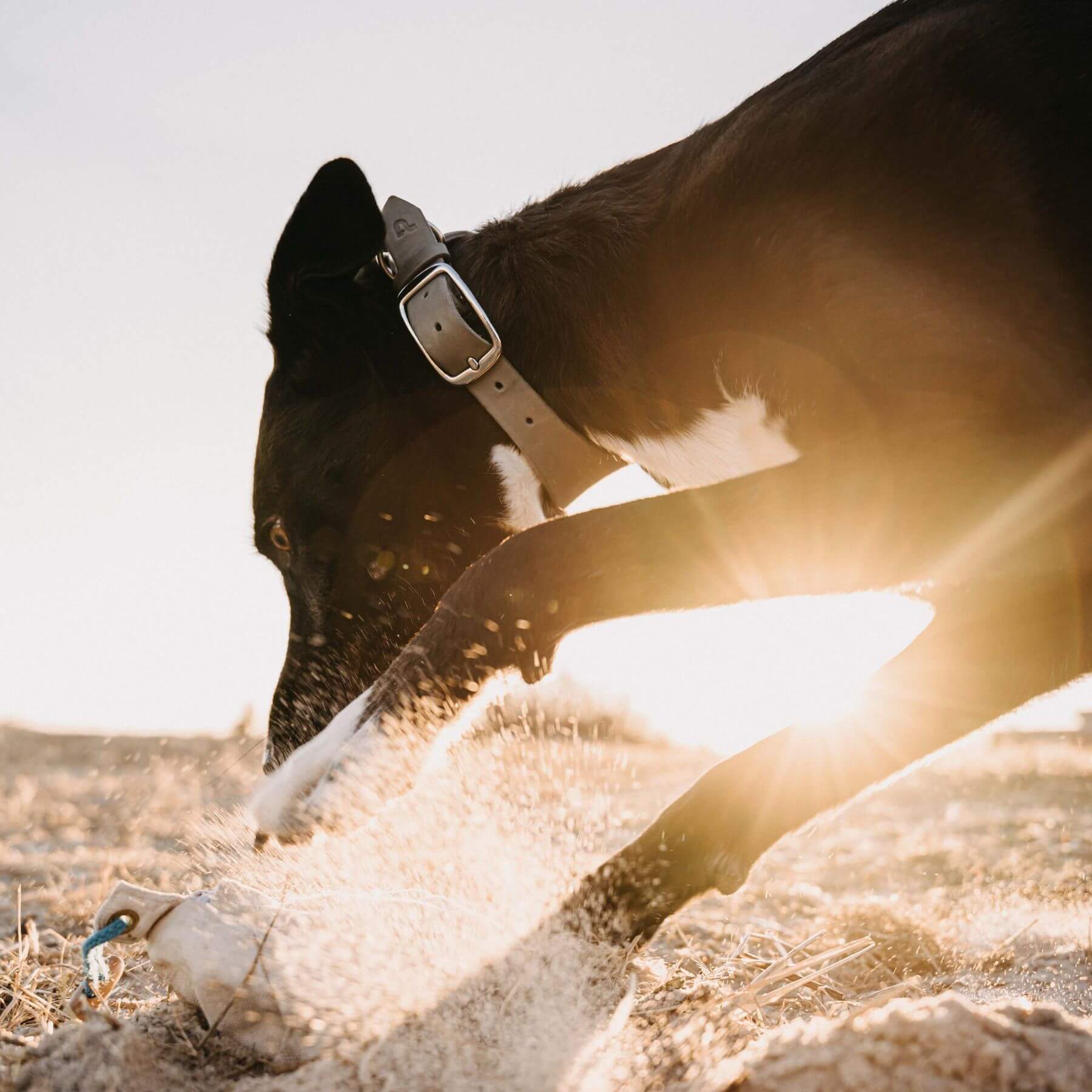 Personalizable collar with name | Stone gray