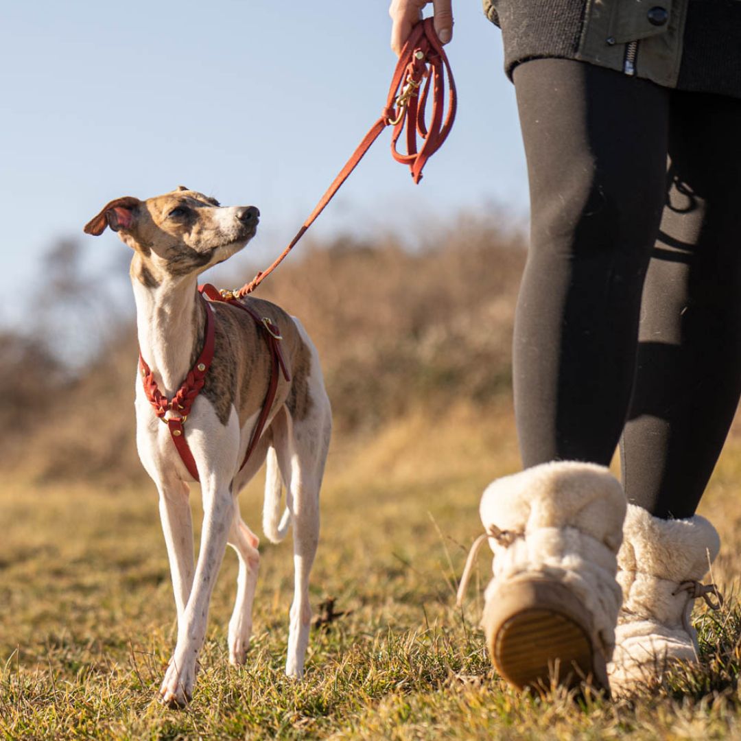 Dog harness 'Bjarki' in chili