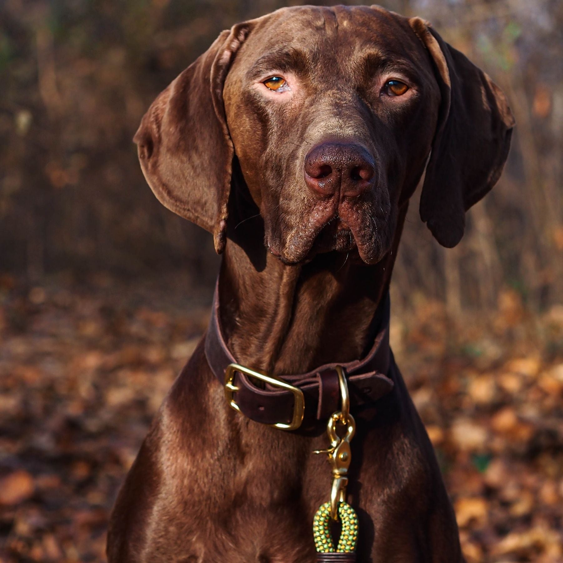 Personalizable collar with name | chestnut