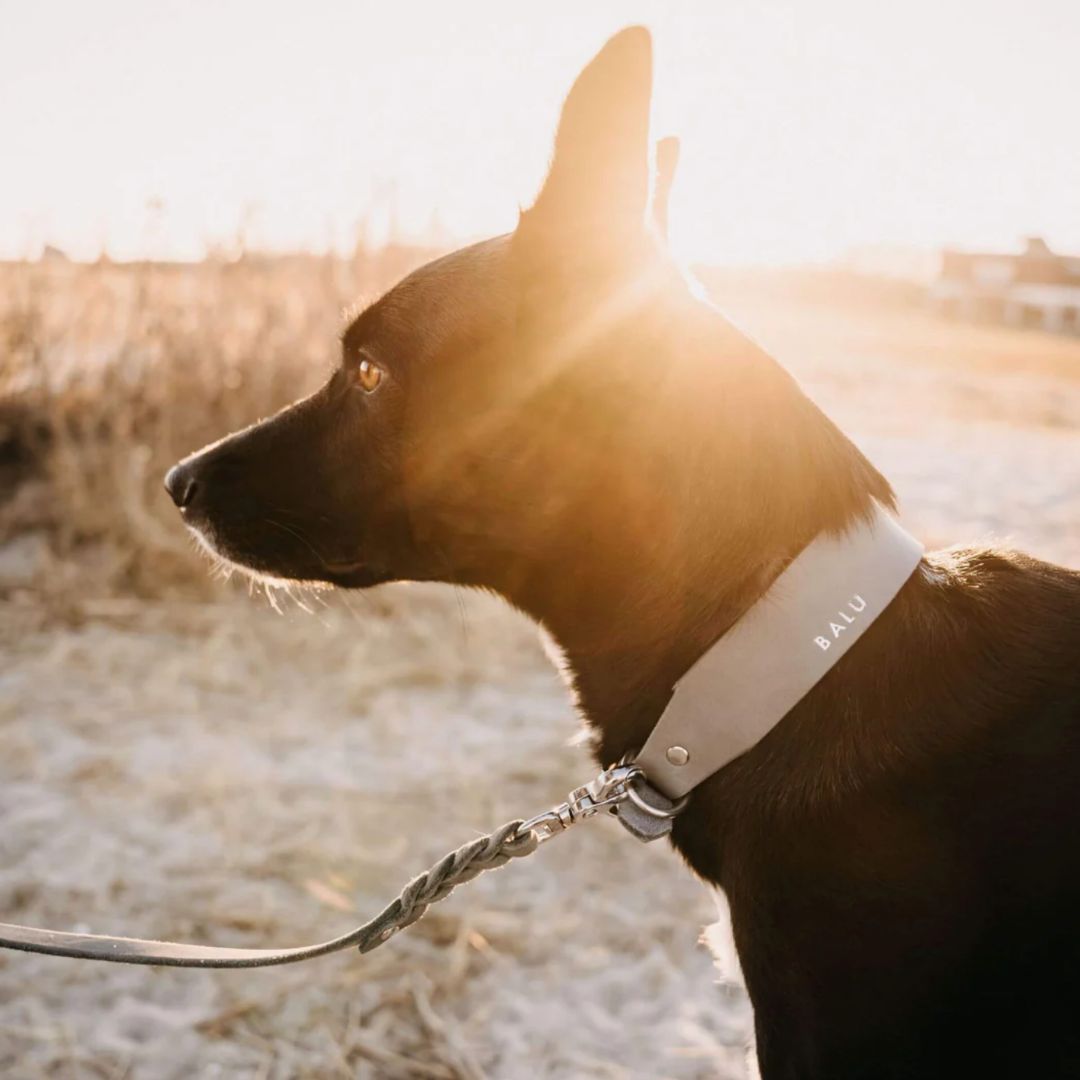 Set | Leather collar & leash in stone gray