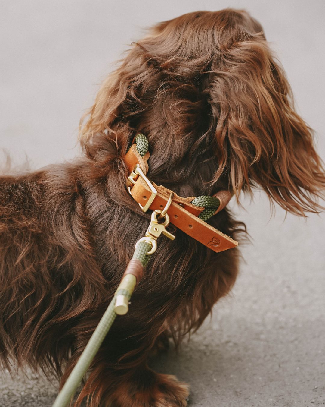 Dew collar 'Olive Grove'