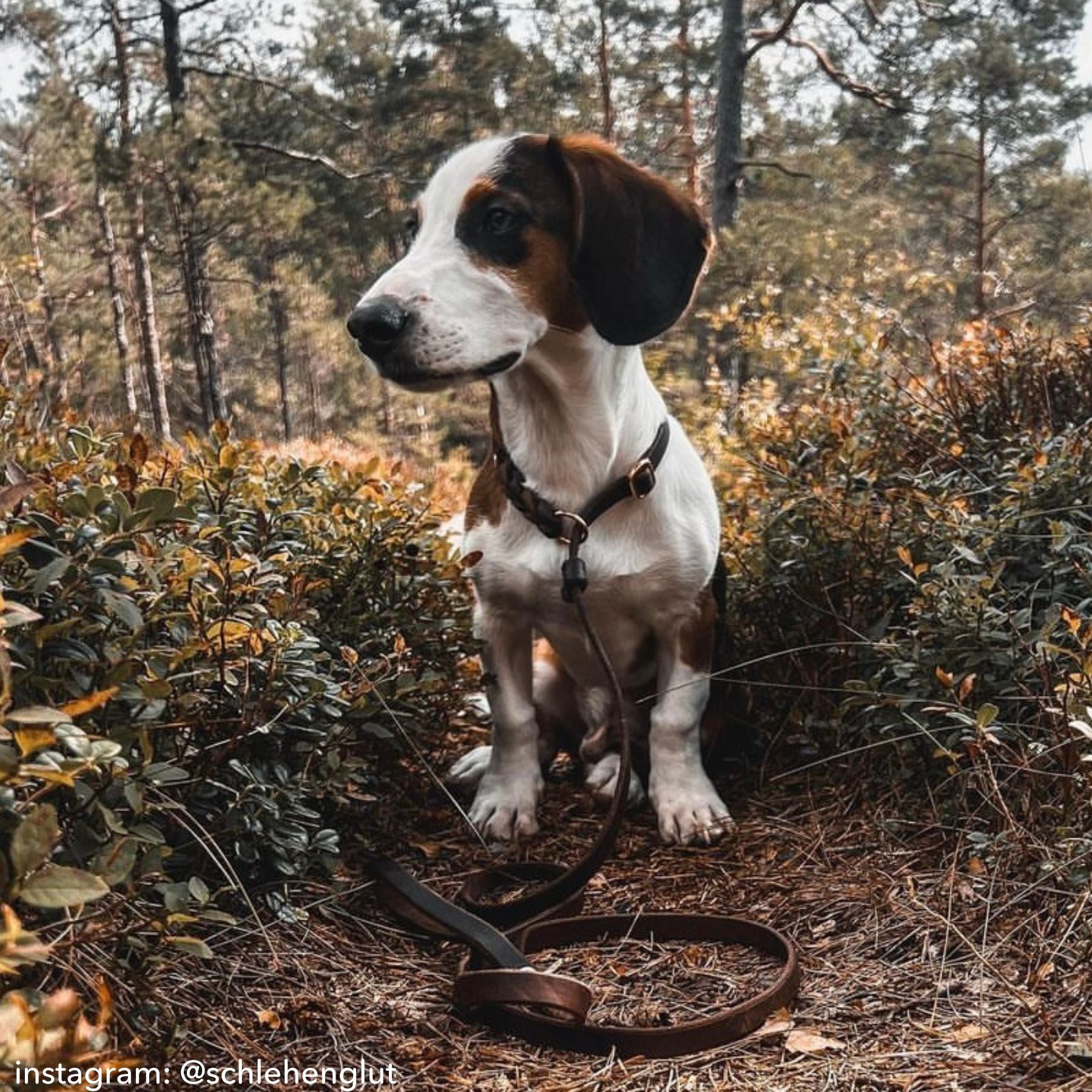 Retriever leash made of greased leather 'Bayo'