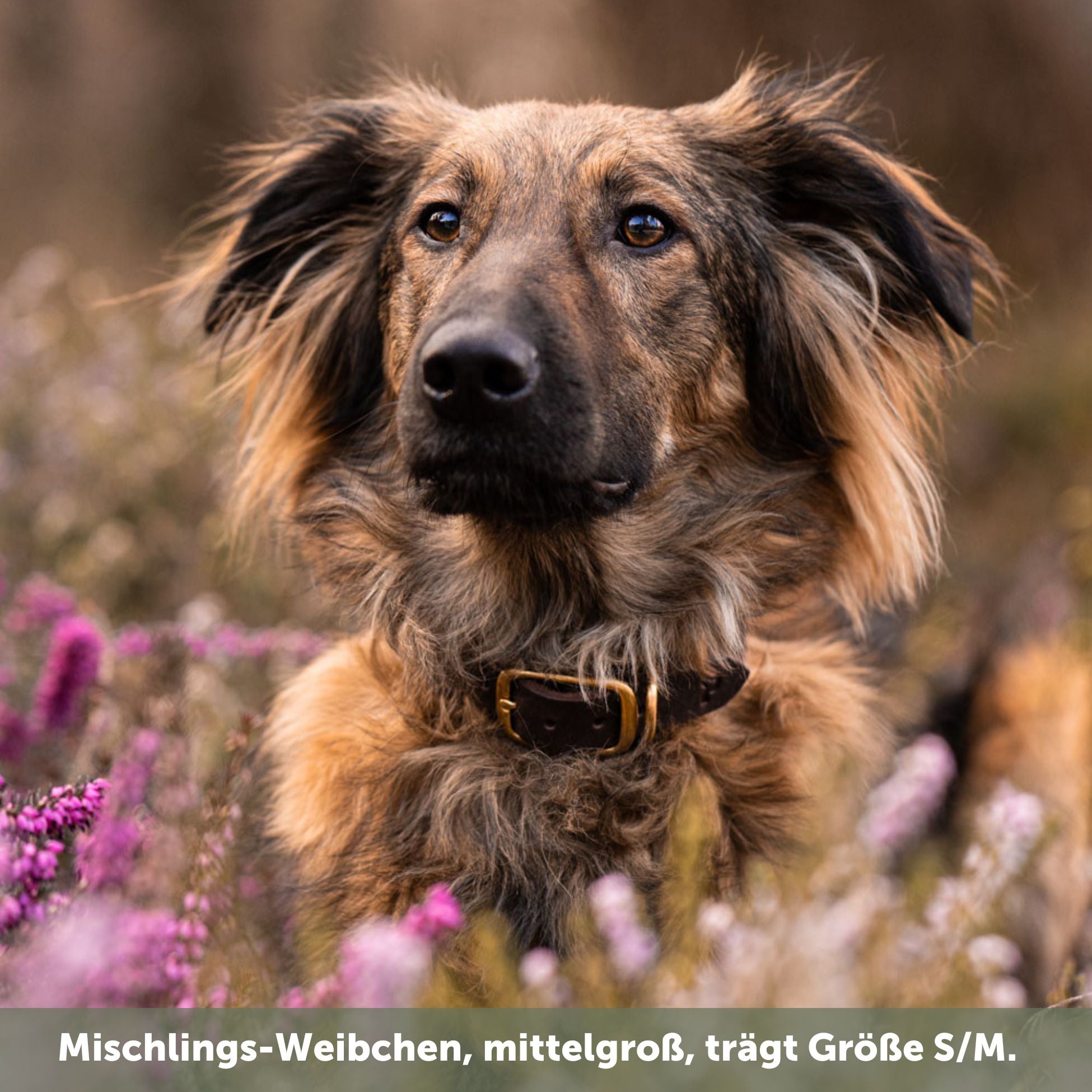 Set | Leather collar & leash in chestnut