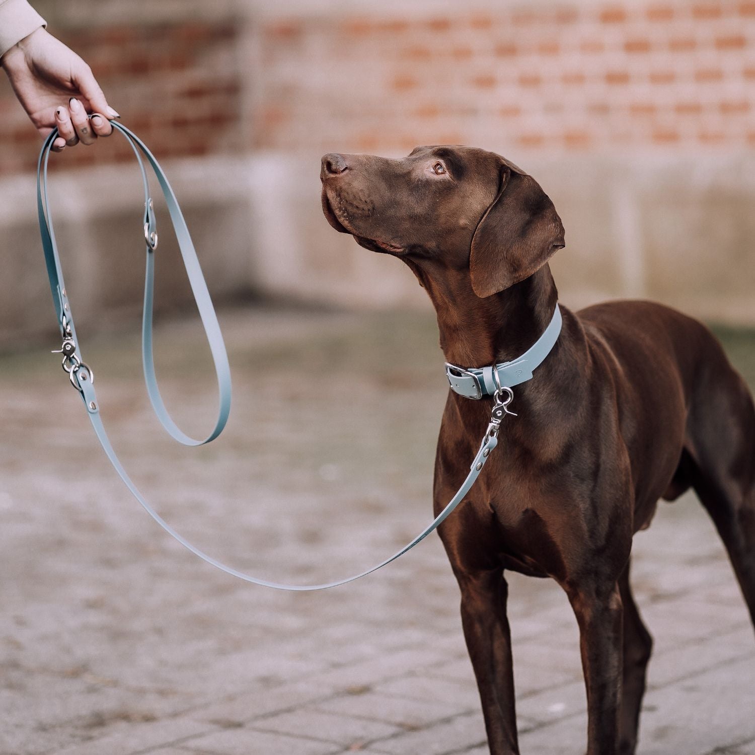 Dog leash made of Biothane® 'Dusty Blue'