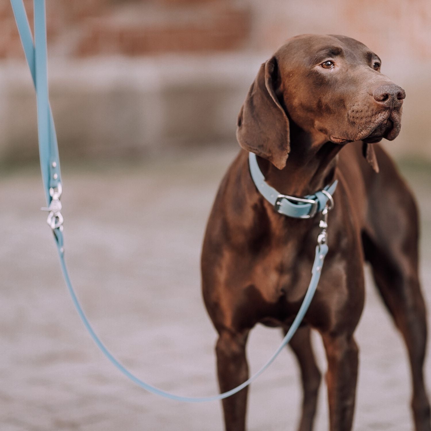 Dog leash made of Biothane® 'Dusty Blue'