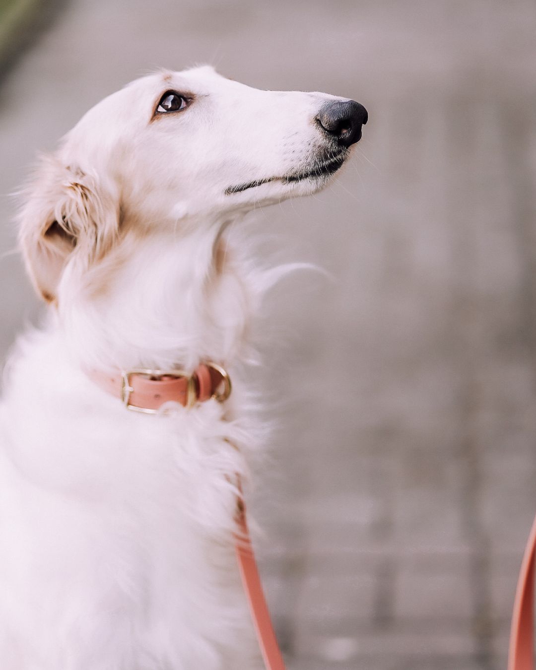 Dog leash made of Biothane® 'Rosegold'