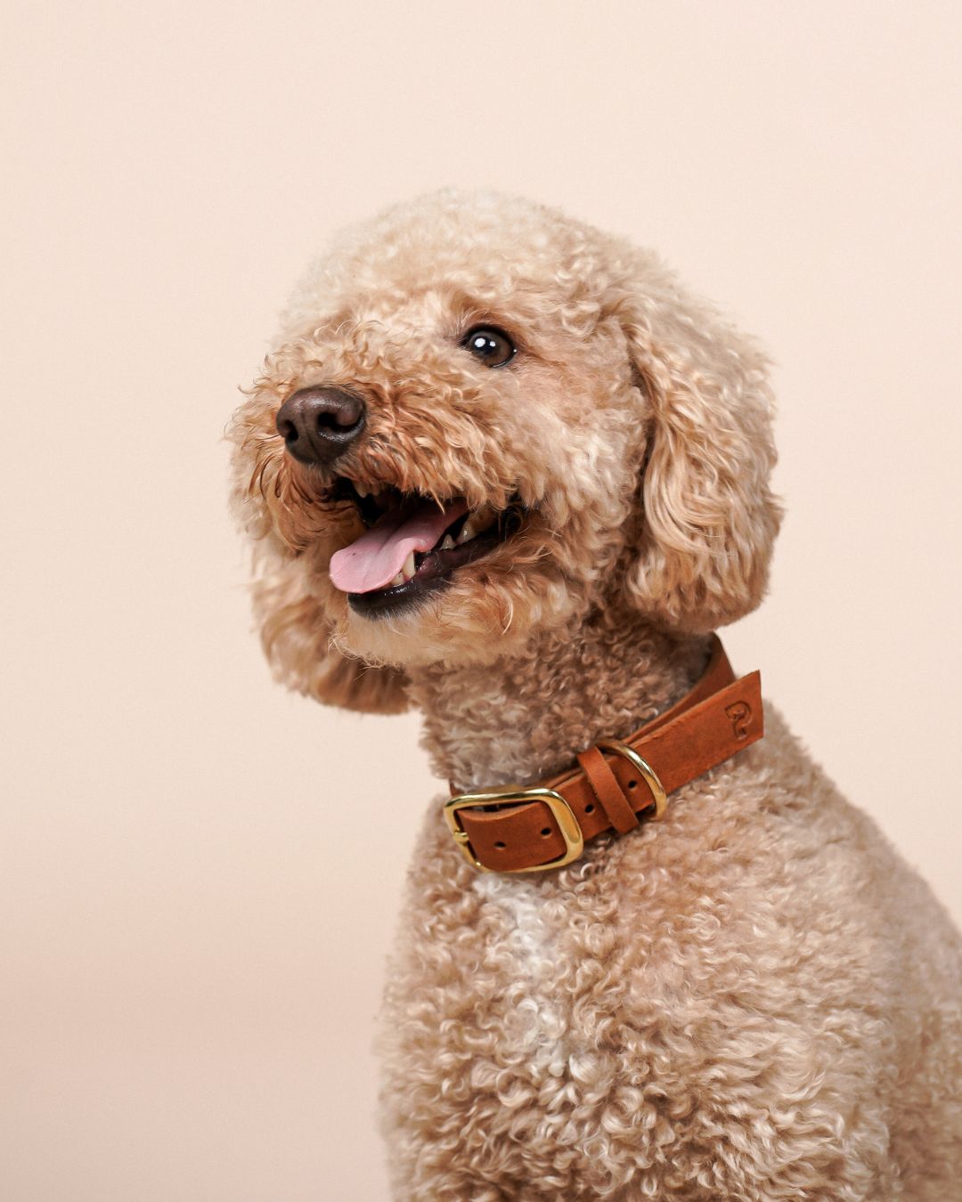 Narrow leather collar in cognac