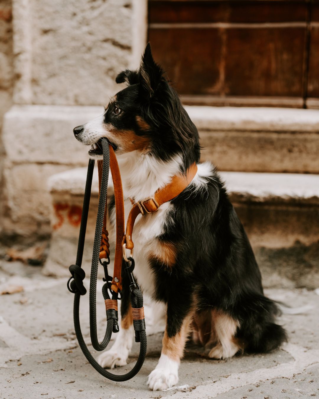 Set | Leather collar & rope leash 'Baya'