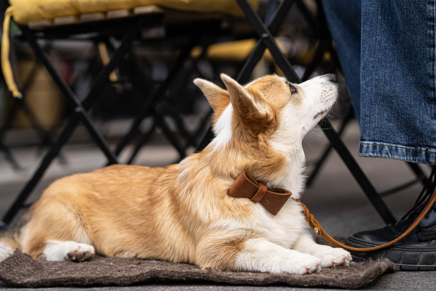 In diesem Beitrag gibt es einen realistischen Einblick in Grundlage der Hunderziehung und die 5 besten Kommandos für jeden Hund. Dieses Bild zeigt das Kommando 'Decke'.