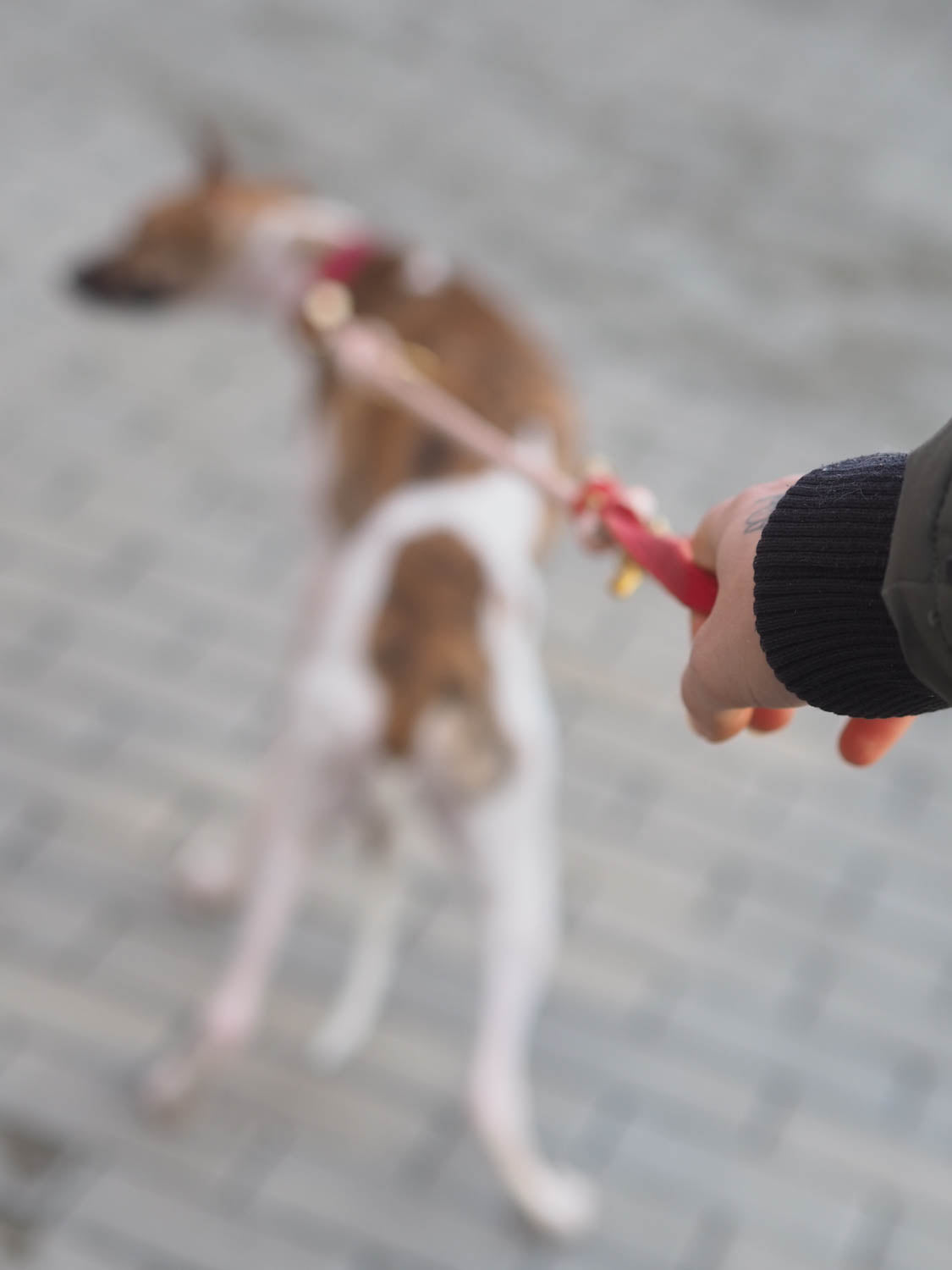 Dieses Bild ist Teil vom Blogartikel 'Mit 7 Tipps zur idealen Leinenführigkeit für deinen Hund und dich'. Es zeigt Ruby, wie sie Impulse an der Leine bekommt um ihre Leinenführigkeit zu verbessern.