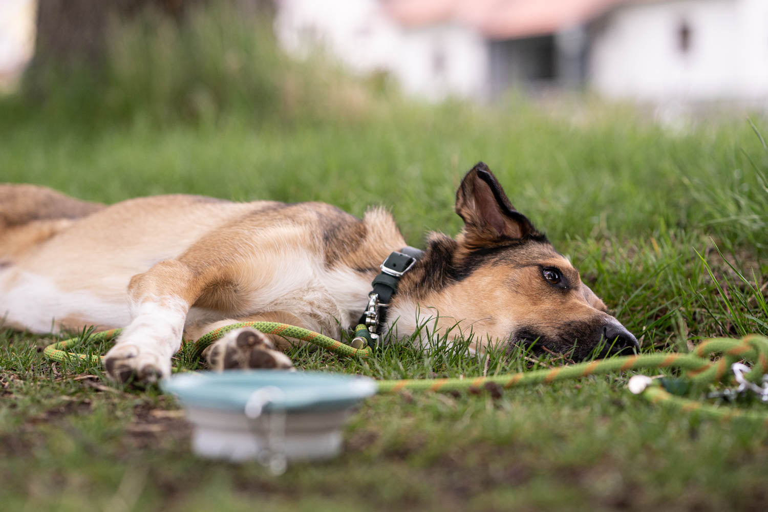 Dieses Bild ist Teil von dem Blogbeitrag 'Erste Hilfe für Hunde - Was tun bei Atemnot, Schock oder Wunden?' Es zeigt einen Hund nach viel Anstrengung.
